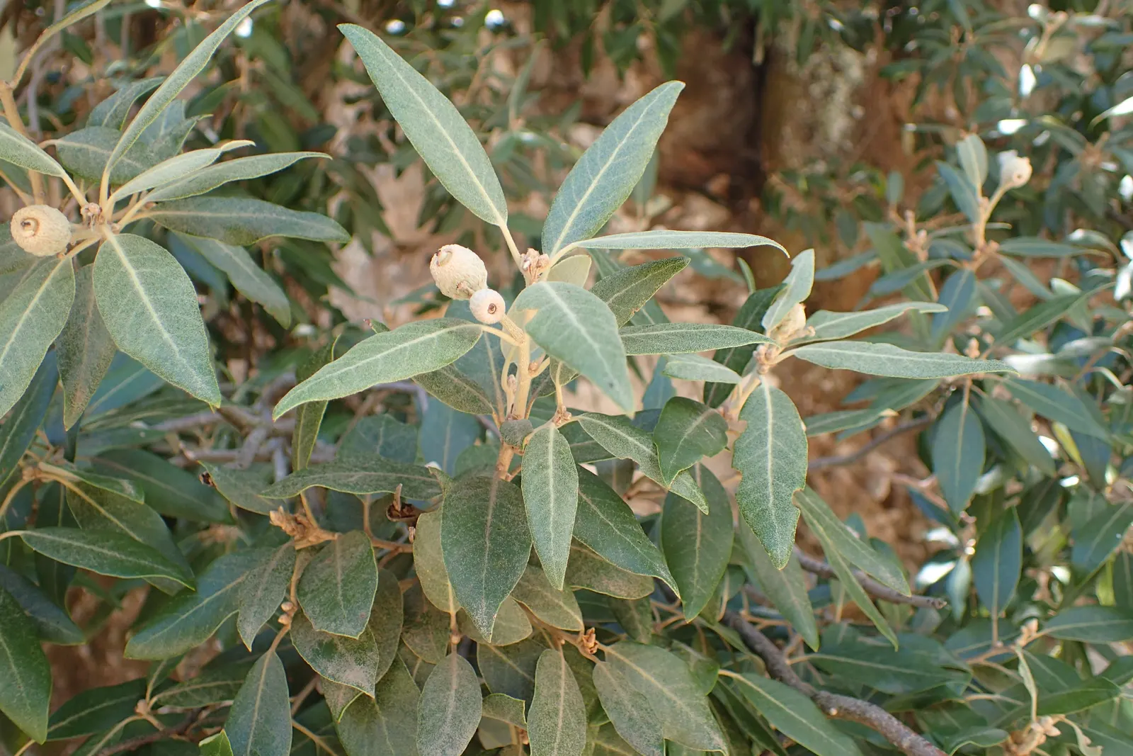Holly Oak (Quercus Ilex) — These acorns provide food for a variety of wildlife; withstands drought once established