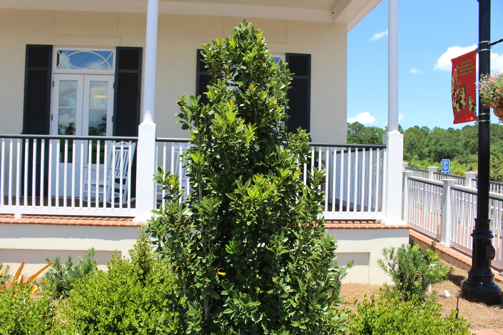 Holly Oak (Quercus Ilex) — leathery leaves reminiscent of holly; acorn-like fruits about 1 to 1.5 inches long, image 65