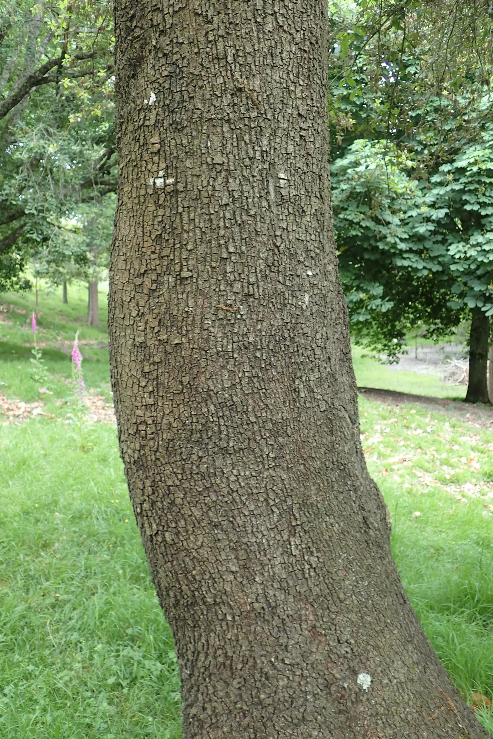 Holly Oak (Quercus Ilex) — Mature specimens can grow to impressive heights between 40 and 70 feet