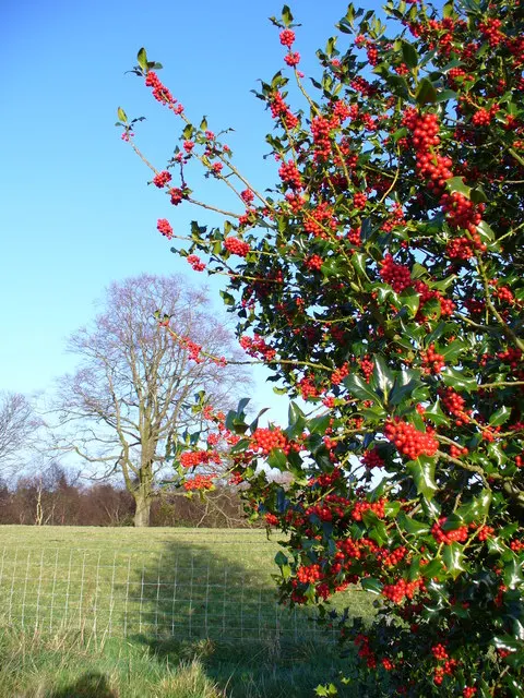 Holly Oak (Quercus Ilex) — Ideal for screening and shade; this stalwart tree is low-maintenance