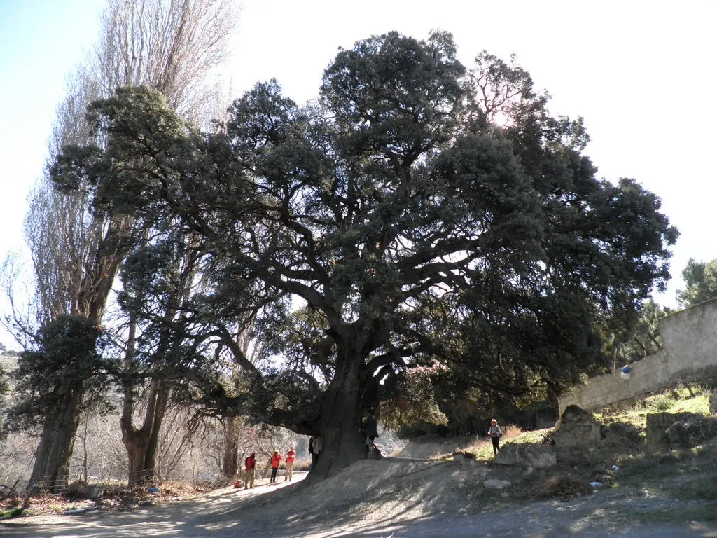 Holly Oak (Quercus Ilex) — often casting a dense shade beneath.<br><br>Its distinctive; requiring minimal pruning to maintain its shape and health, image 75