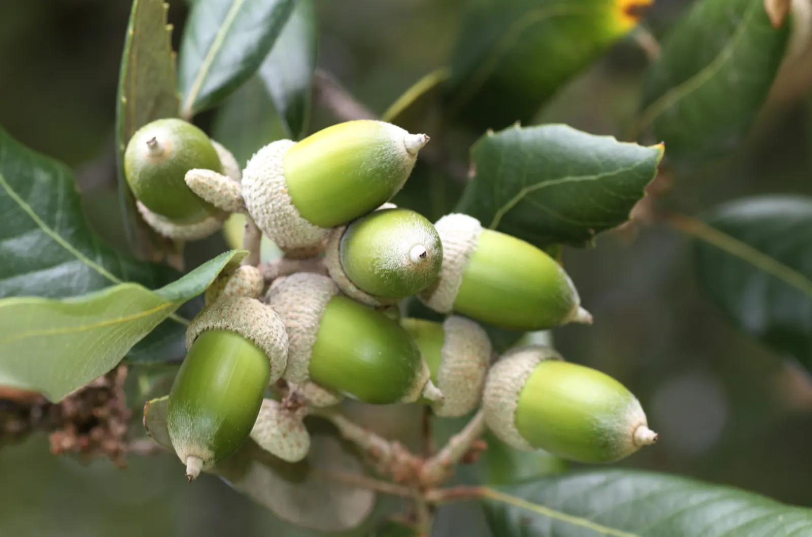 Holly Oak (Quercus Ilex) — leathery leaves are dark green and resemble those of the holly