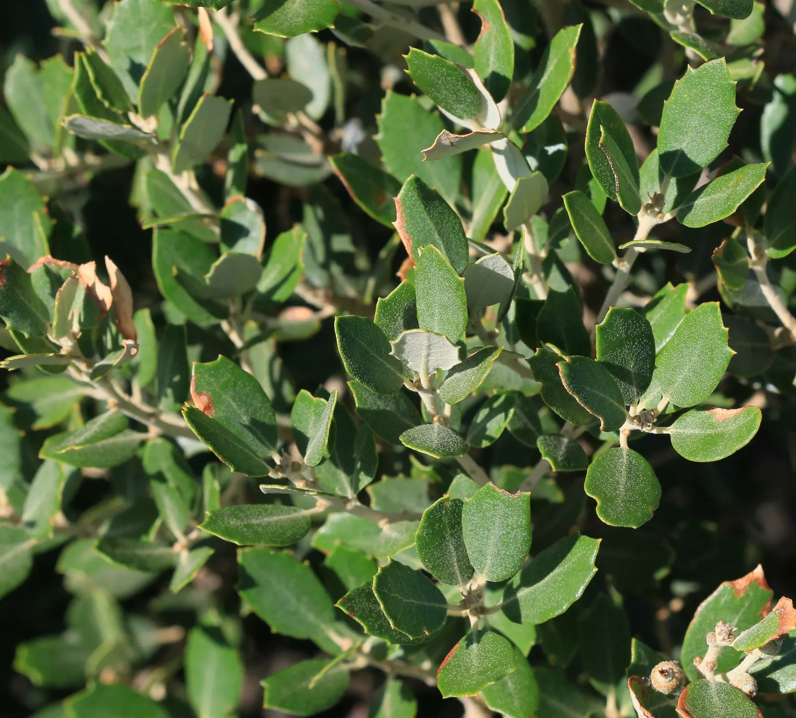 Holly Oak (Quercus Ilex) — The Holly Oak (Quercus ilex) is an evergreen tree, prized for its resilience and stately appearance