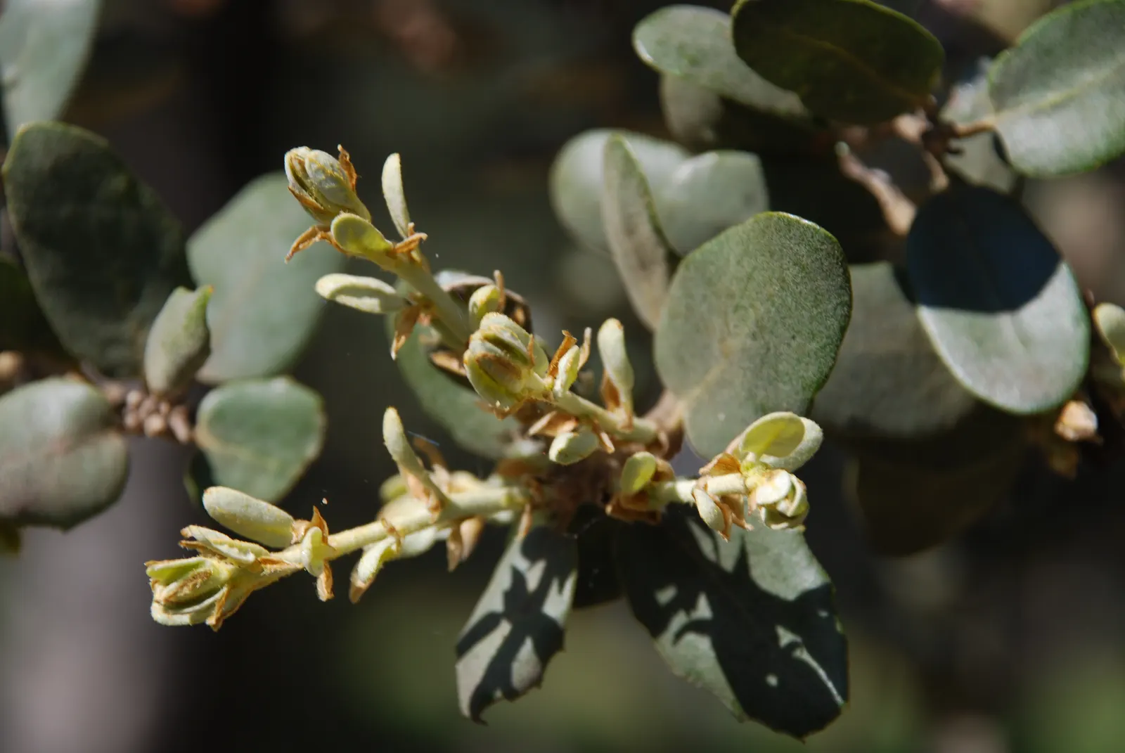 Holly Oak (Quercus Ilex) — A versatile choice for both formal and informal landscapes