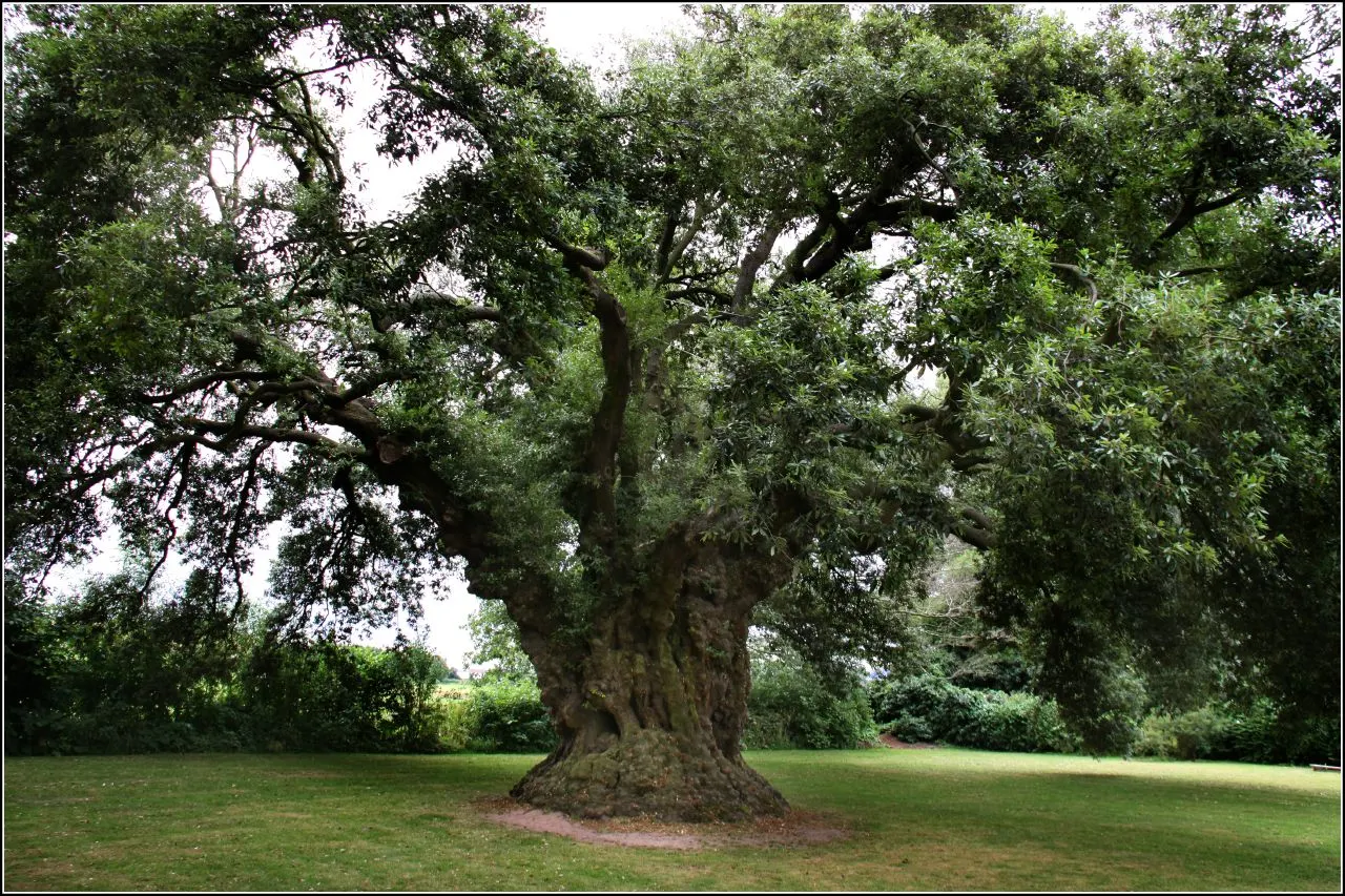 Holly Oak (Quercus Ilex) — acorn-like fruits about 1 to 1.5 inches long; makes it an outstanding selection for adding an alluring Mediterranean touch to any