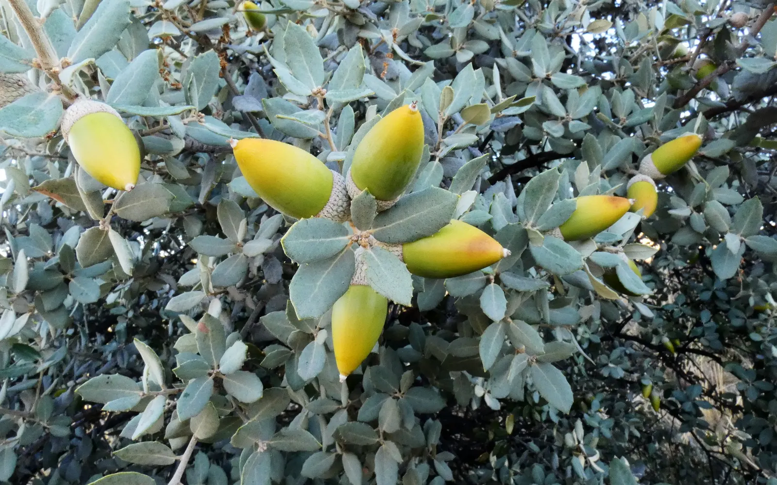 Holly Oak (Quercus Ilex) — Typically reaching heights of 40-50 feet with a spread of 40-50 feet; mature specimens can grow to impressive heights, image 64