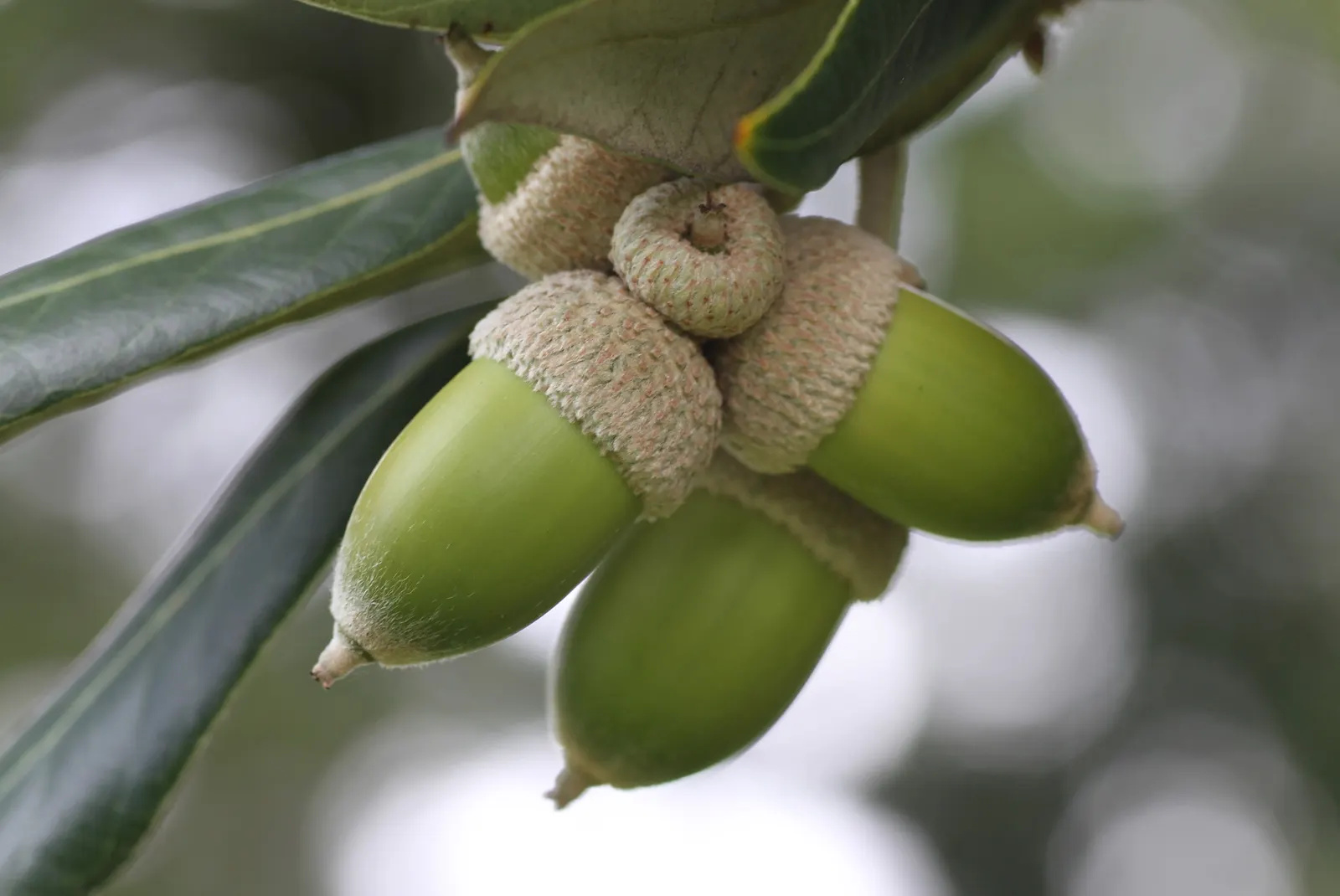Holly Oak (Quercus Ilex) — This robust tree is highly valued in landscape design for its versatility and ornamental qualities; it thrives in various soils