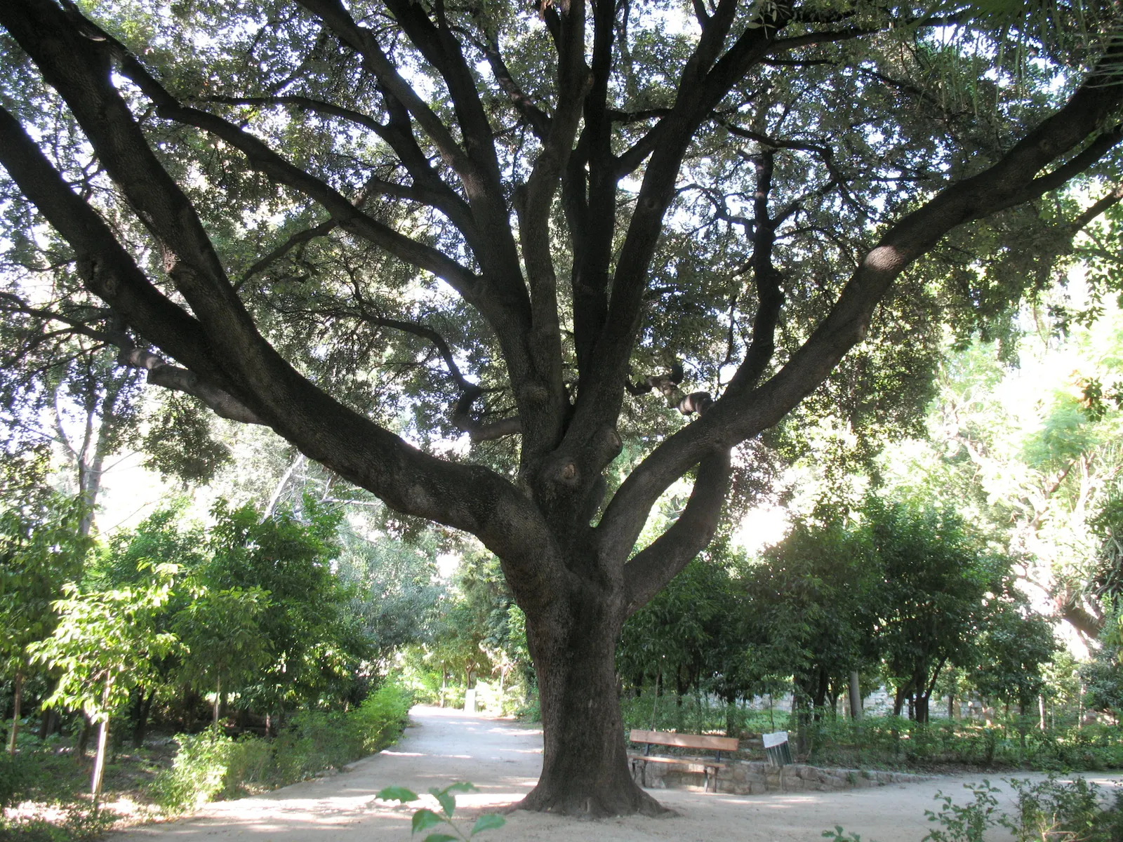 Holly Oak (Quercus Ilex) — leathery leaves reminiscent of holly