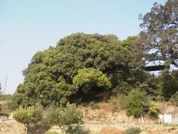 Holly Oak (Quercus Ilex) — with some leaves exhibiting a spiny margin