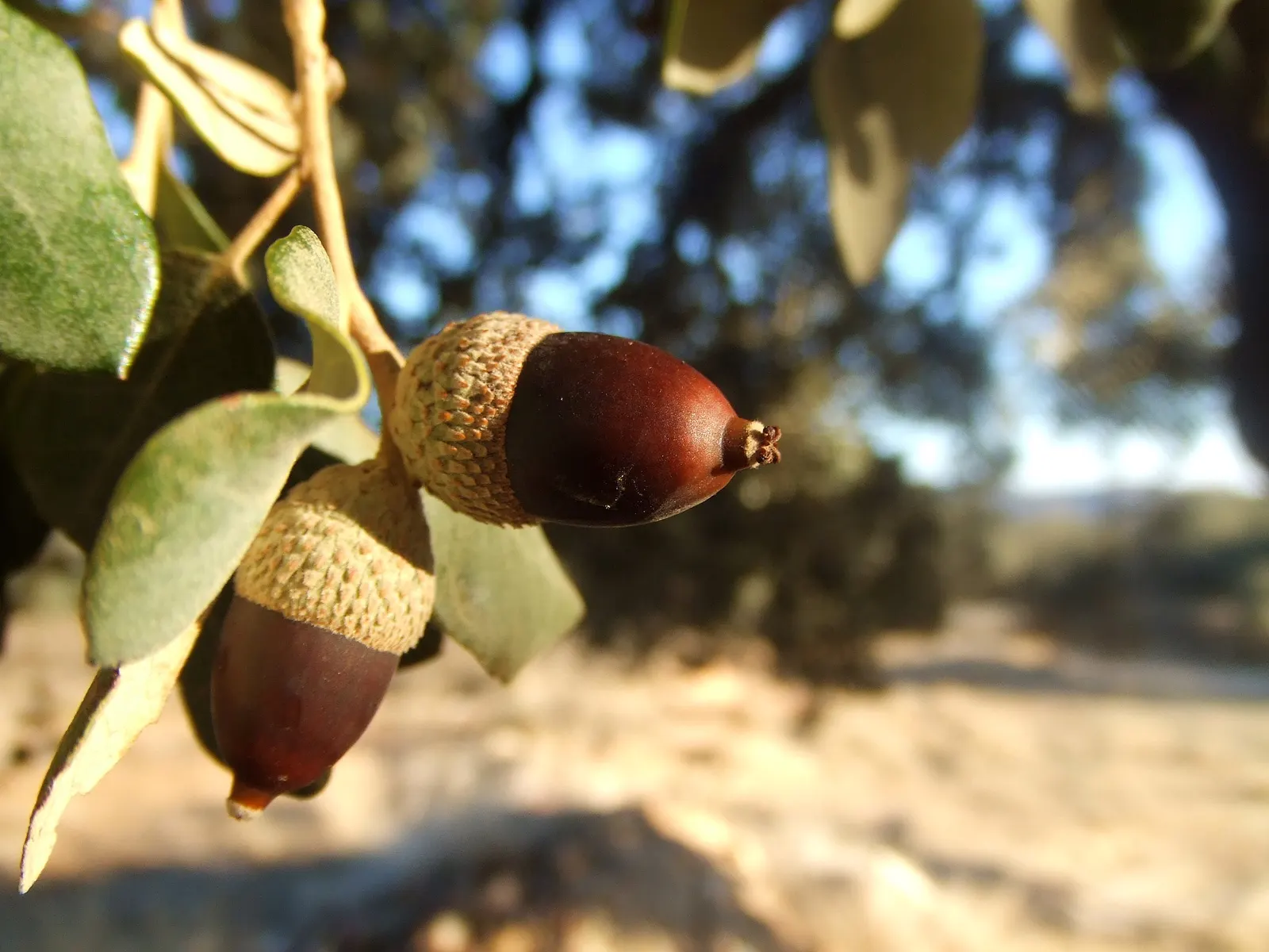 Holly Oak (Quercus Ilex) — coupled with its tolerance for different environments; leathery leaves are dark green and resemble those of the holly