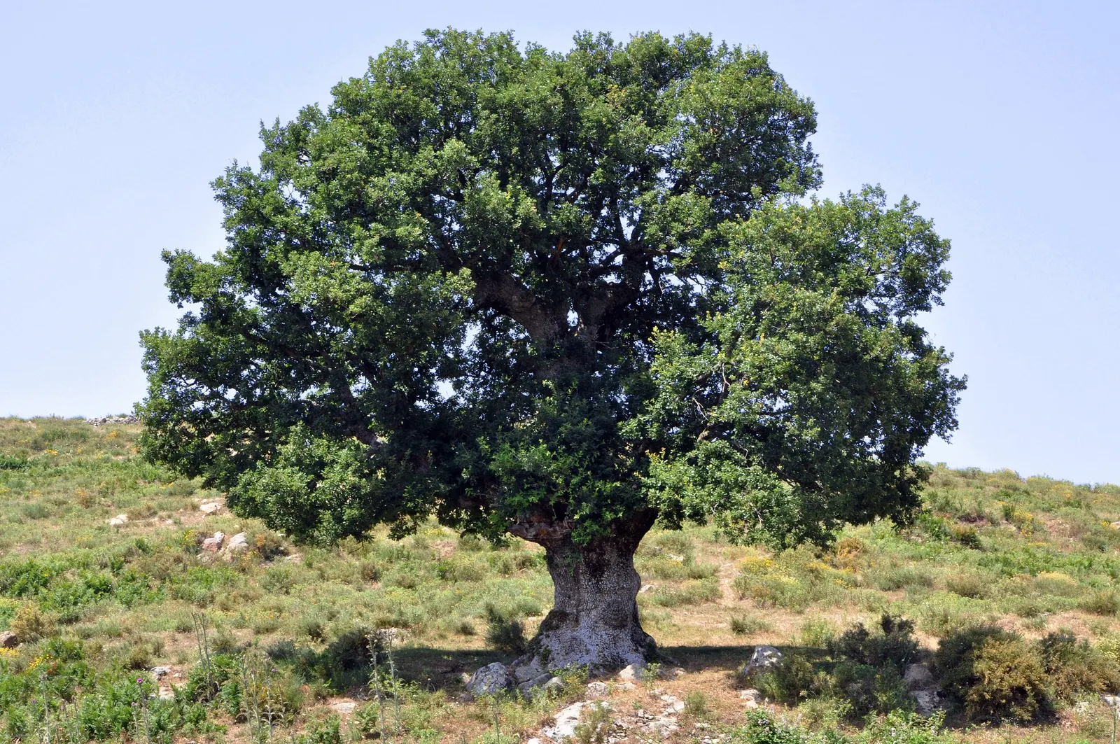 Holly Oak (Quercus Ilex) — It can also withstand coastal conditions
