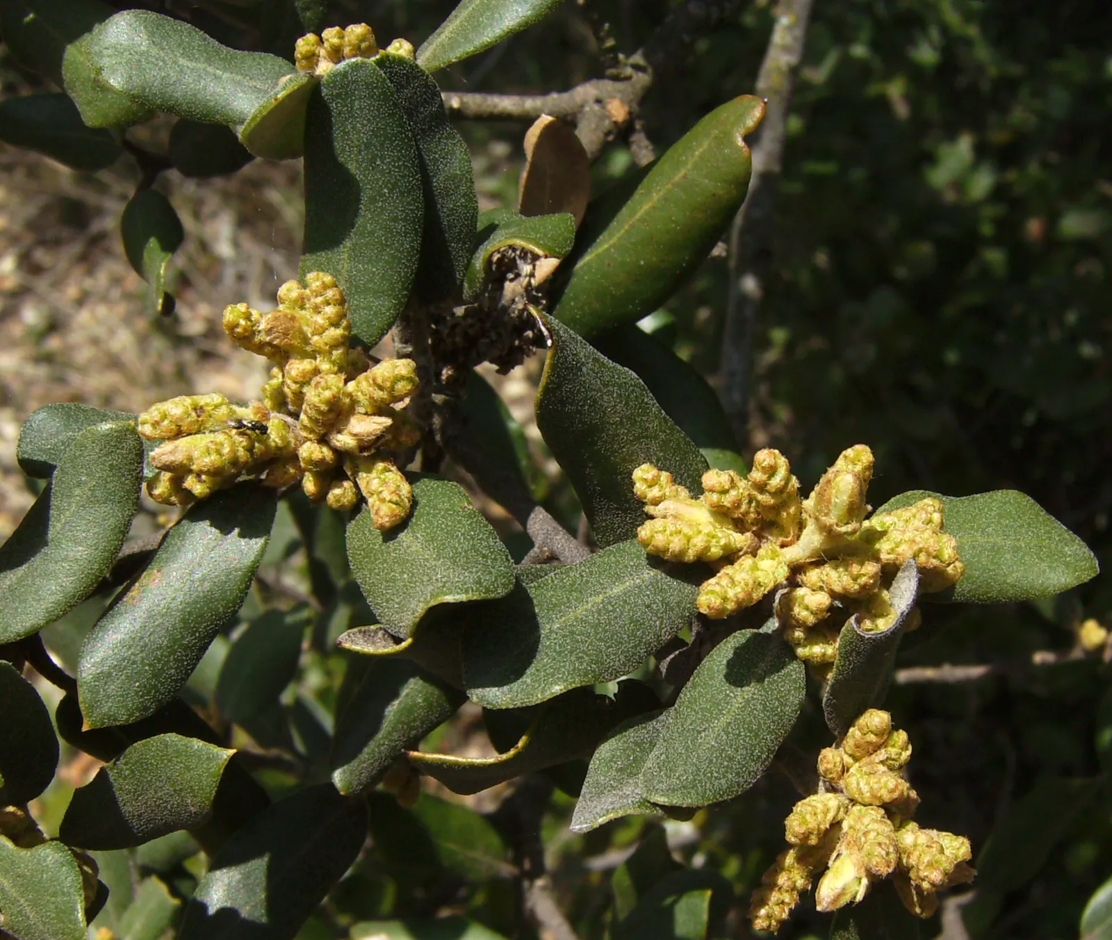 Holly Oak (Quercus Ilex) — it thrives in various soils; the Holly Oak (Quercus ilex) is an evergreen tree, prized for its resilience and stately appearance