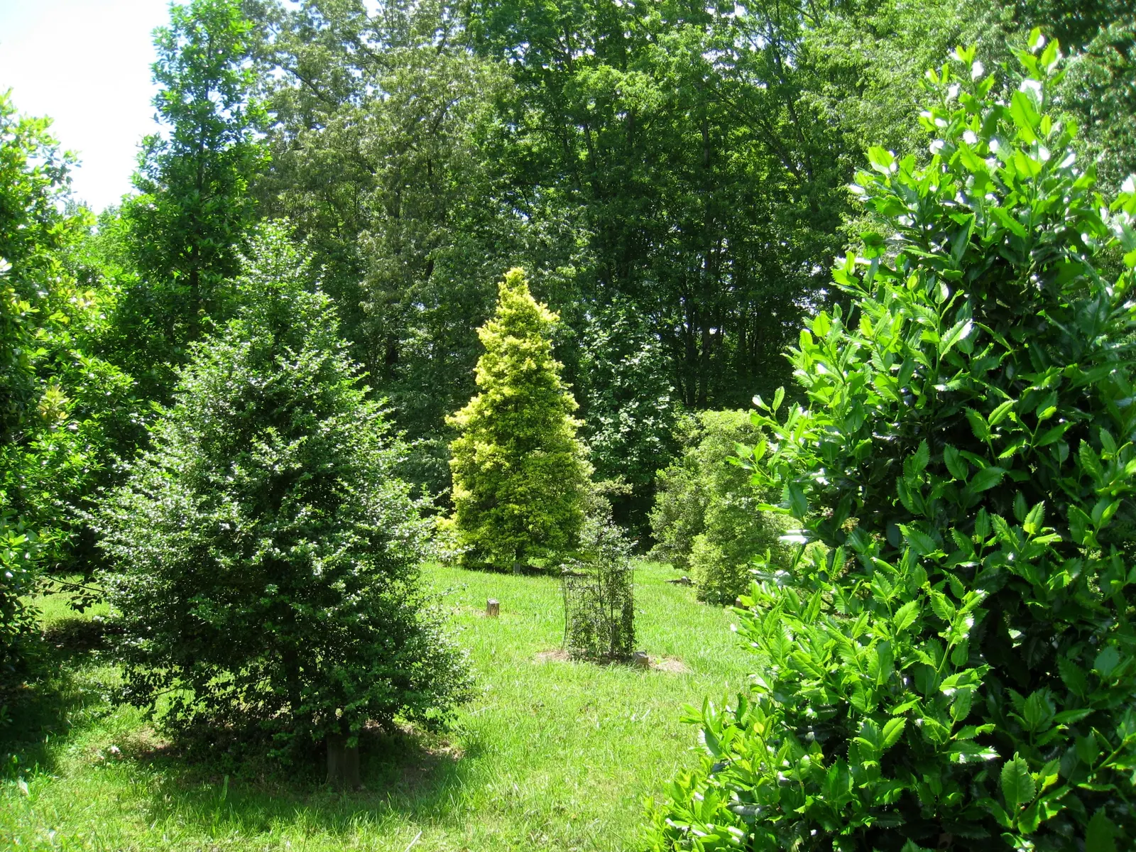 Holly Oak (Quercus Ilex) — leathery leaves reminiscent of holly; acorn-like fruits about 1 to 1.5 inches long