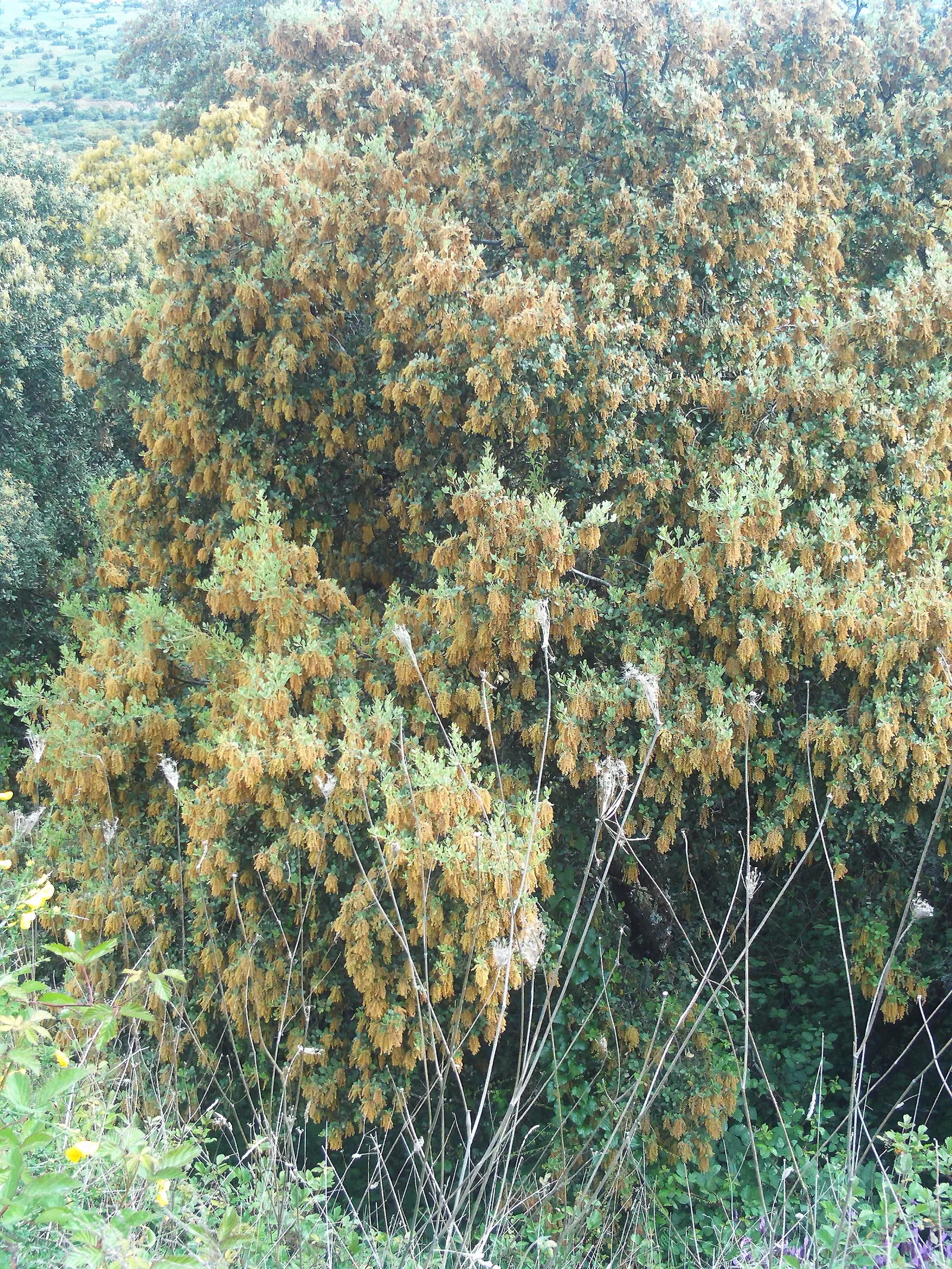 Holly Oak (Quercus Ilex) — the Holly Oak produces inconspicuous yellow-green catkins; it can also withstand coastal conditions