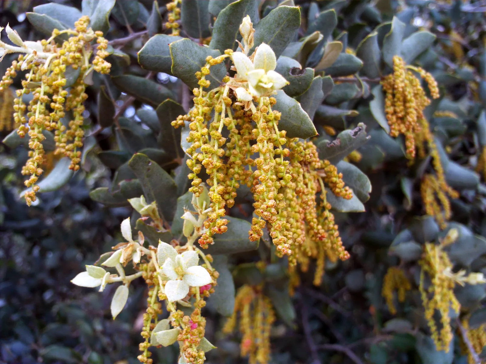 Holly Oak (Quercus Ilex) — with some leaves exhibiting a spiny margin; the Holly Oak, scientifically known as Quercus ilex, is an evergreen oak native to the