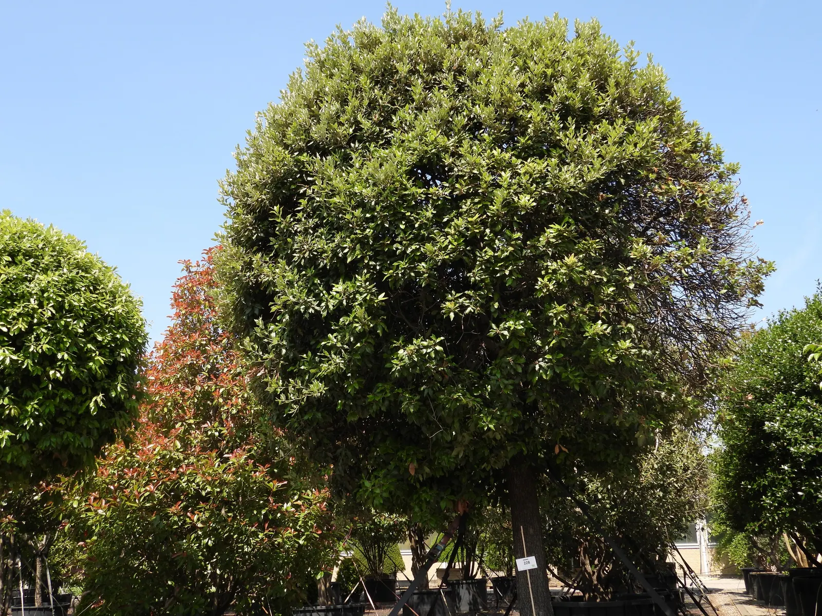 Holly Oak (Quercus Ilex) — This tree is drought-tolerant once established, making it an excellent choice for water-wise gardens; its root system is notably