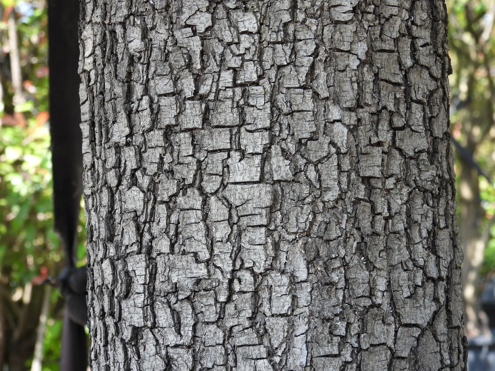 Holly Oak (Quercus Ilex) — it thrives in various soils; the Holly Oak (Quercus ilex) is an evergreen tree, prized for its resilience and stately, image 67