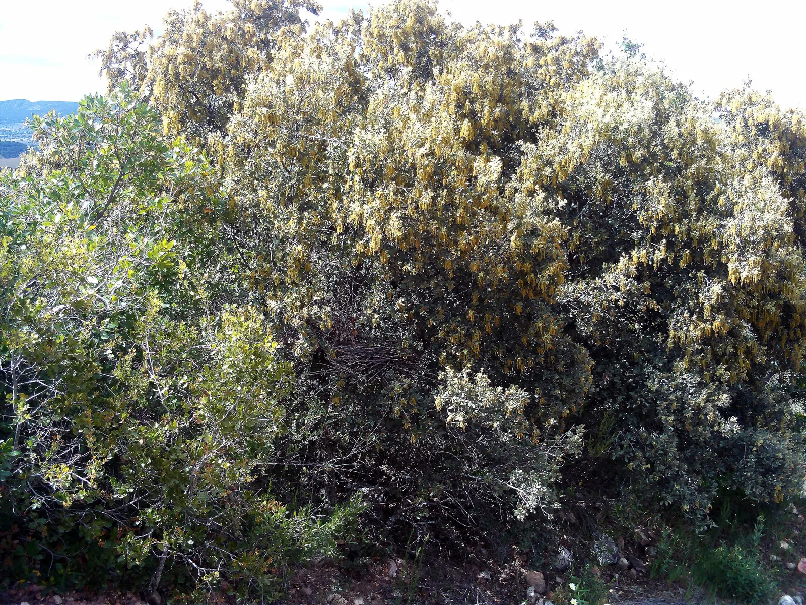 Holly Oak (Quercus Ilex) — Typically reaching heights of 40-50 feet with a spread of 40-50 feet
