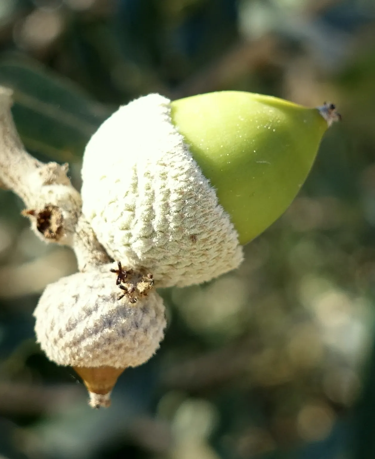 Holly Oak (Quercus Ilex) — The Holly Oak's graceful form