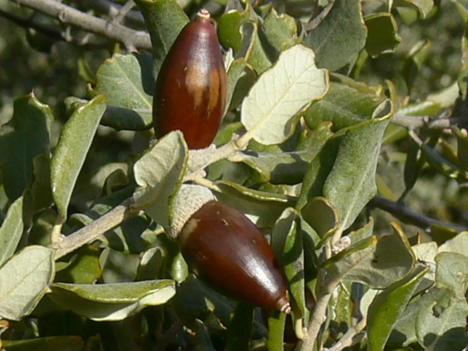 Holly Oak (Quercus Ilex) — one must consider the Holly Oak's preference for full sun and well-drained soils
