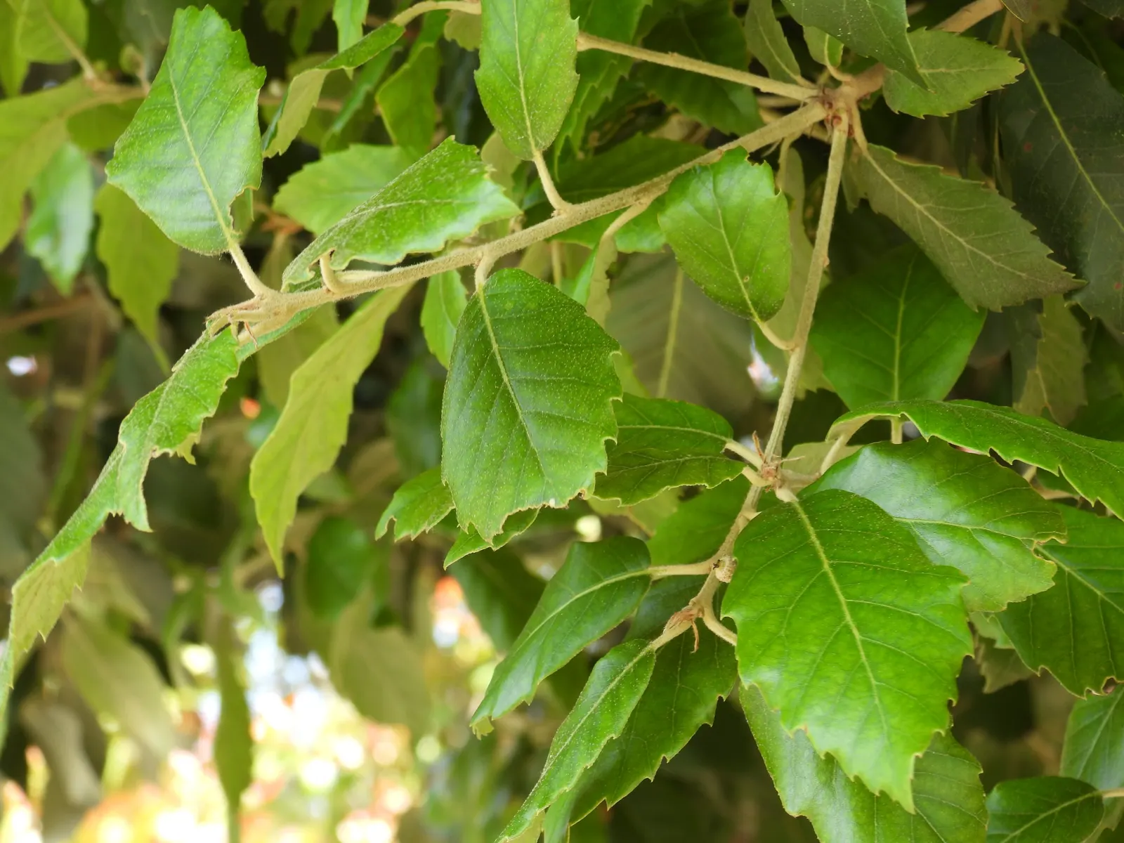 Holly Oak (Quercus Ilex) — The Holly Oak's graceful form; and requires full to partial sun