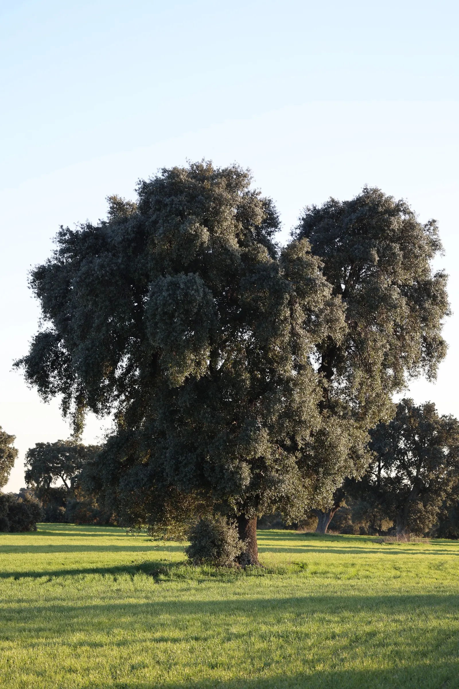 Holly Oak (Quercus Ilex) — withstands drought once established; a versatile choice for both formal and informal landscapes, image 68