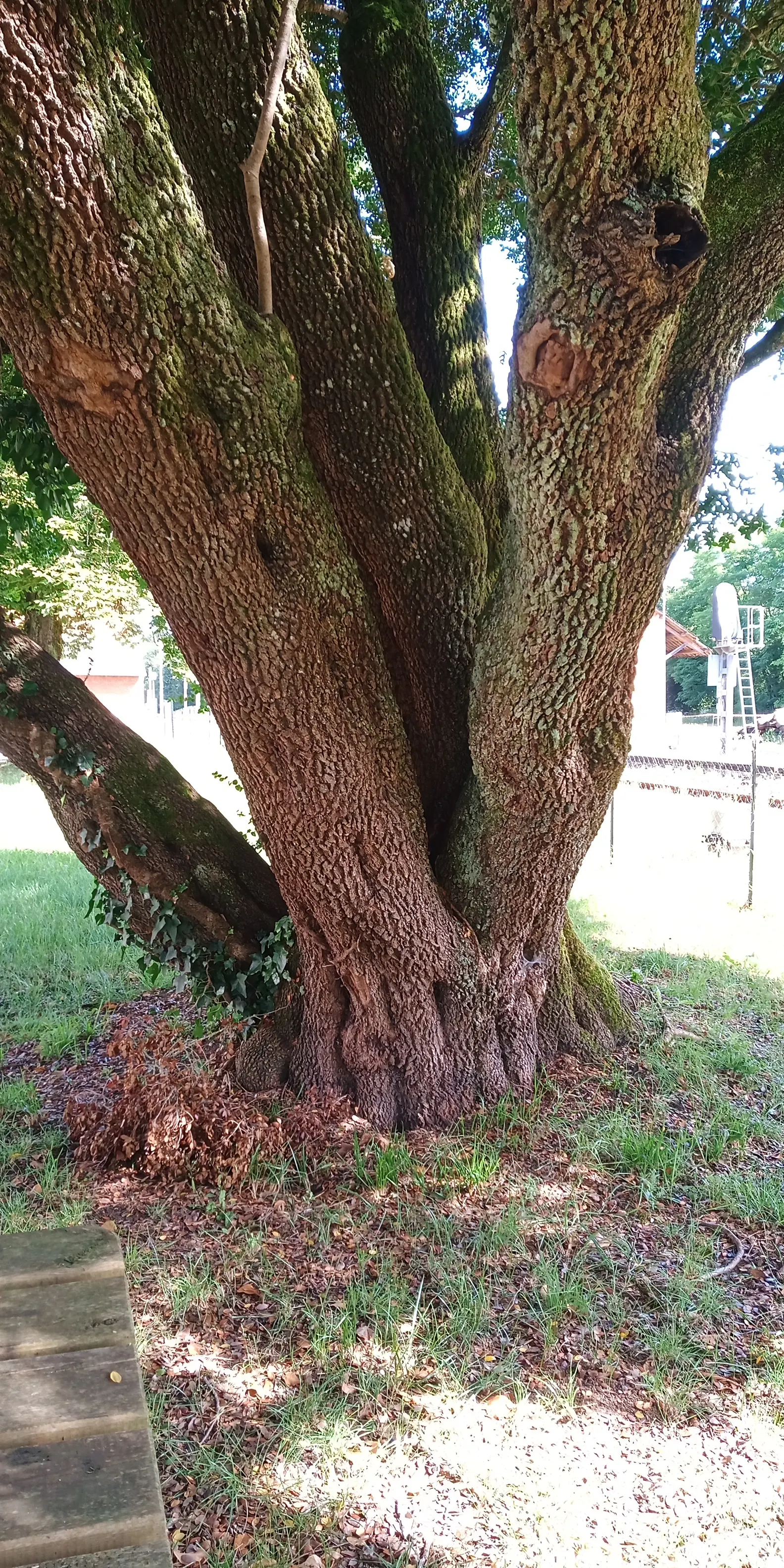 Holly Oak (Quercus Ilex) — Mature specimens can grow to impressive heights between 40 and 70 feet; with canopies stretching just as wide