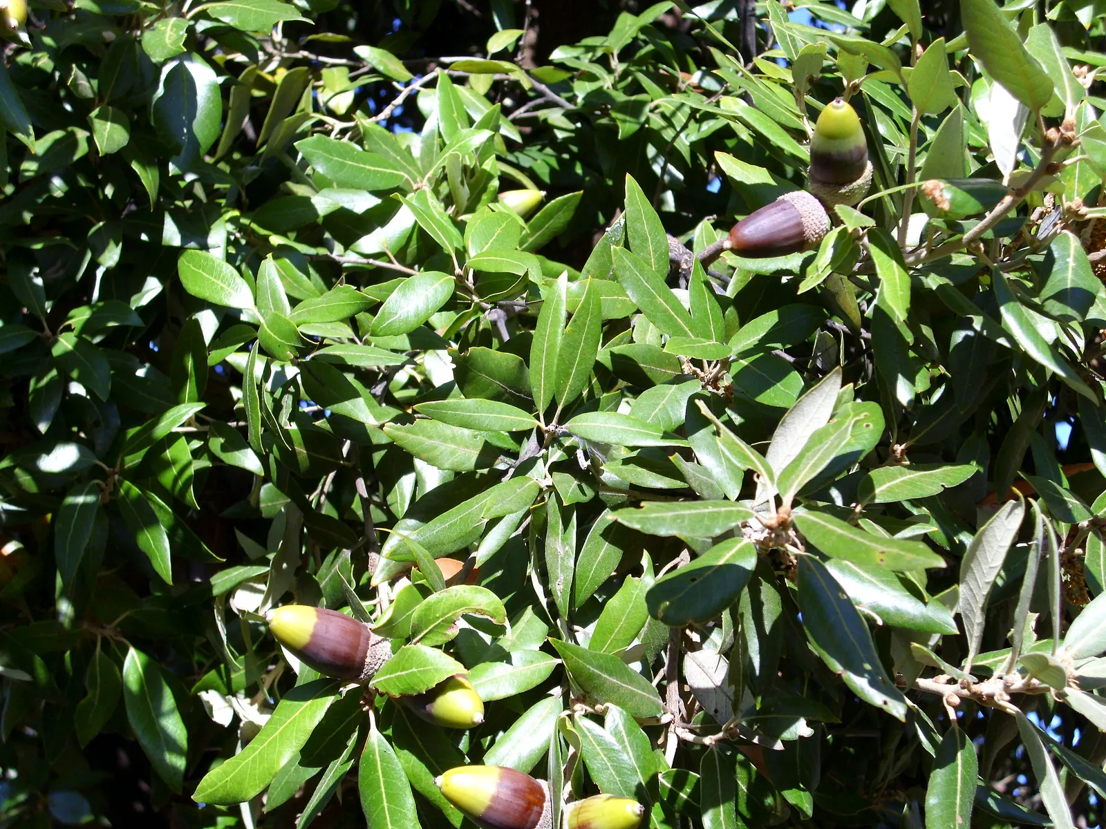 Holly Oak (Quercus Ilex) — adding to the tree's ecological value.<br><br>When designing landscapes