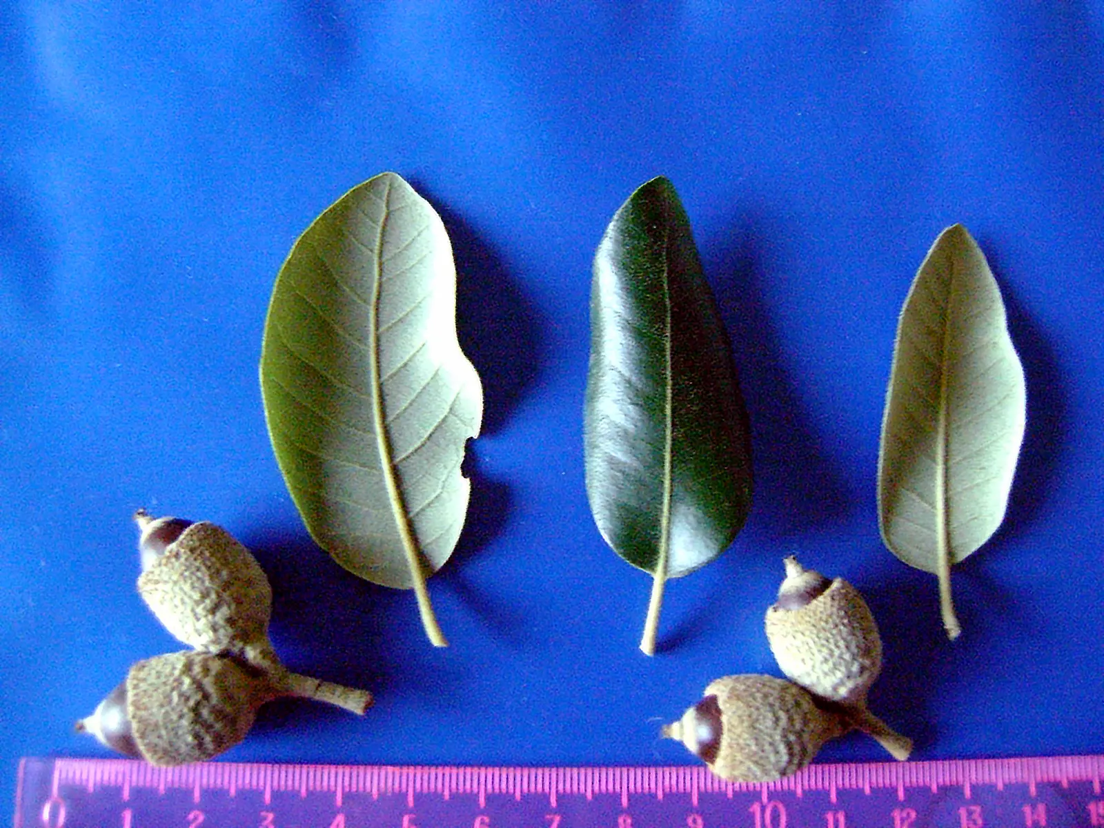 Holly Oak (Quercus Ilex) — acorn-like fruits about 1 to 1.5 inches long