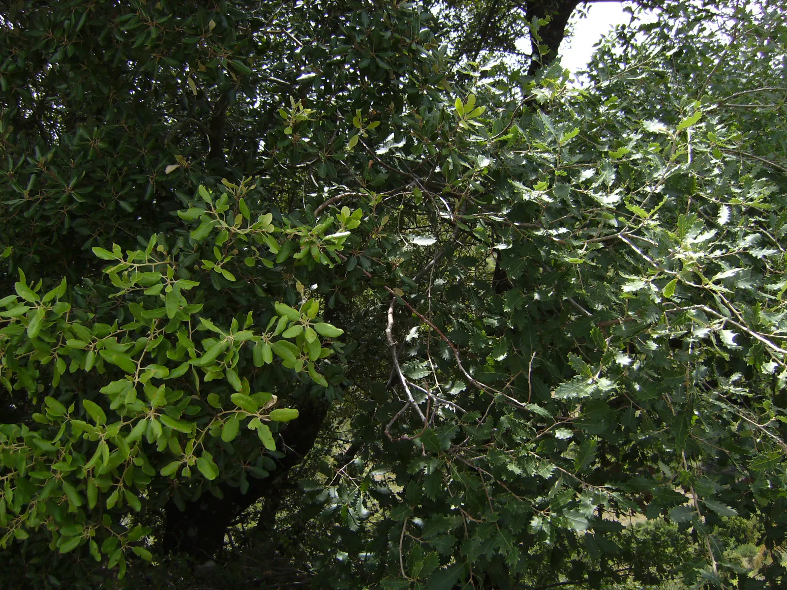 Holly Oak (Quercus Ilex) — coupled with its tolerance for different environments