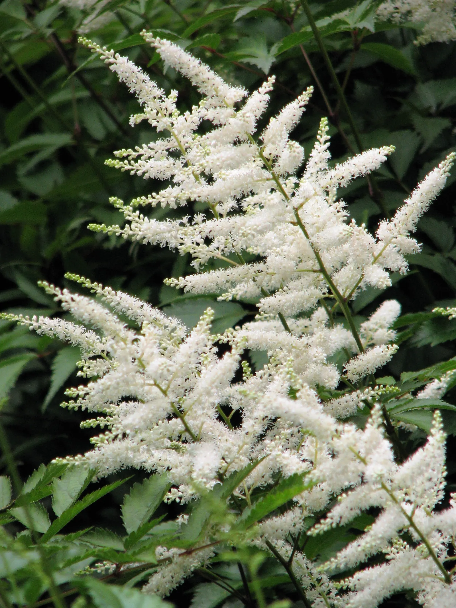 Deutschland False Spirea (Astilbe 'Deutschland') — The vibrant blooms stand proudly on sturdy stems above the finely textured