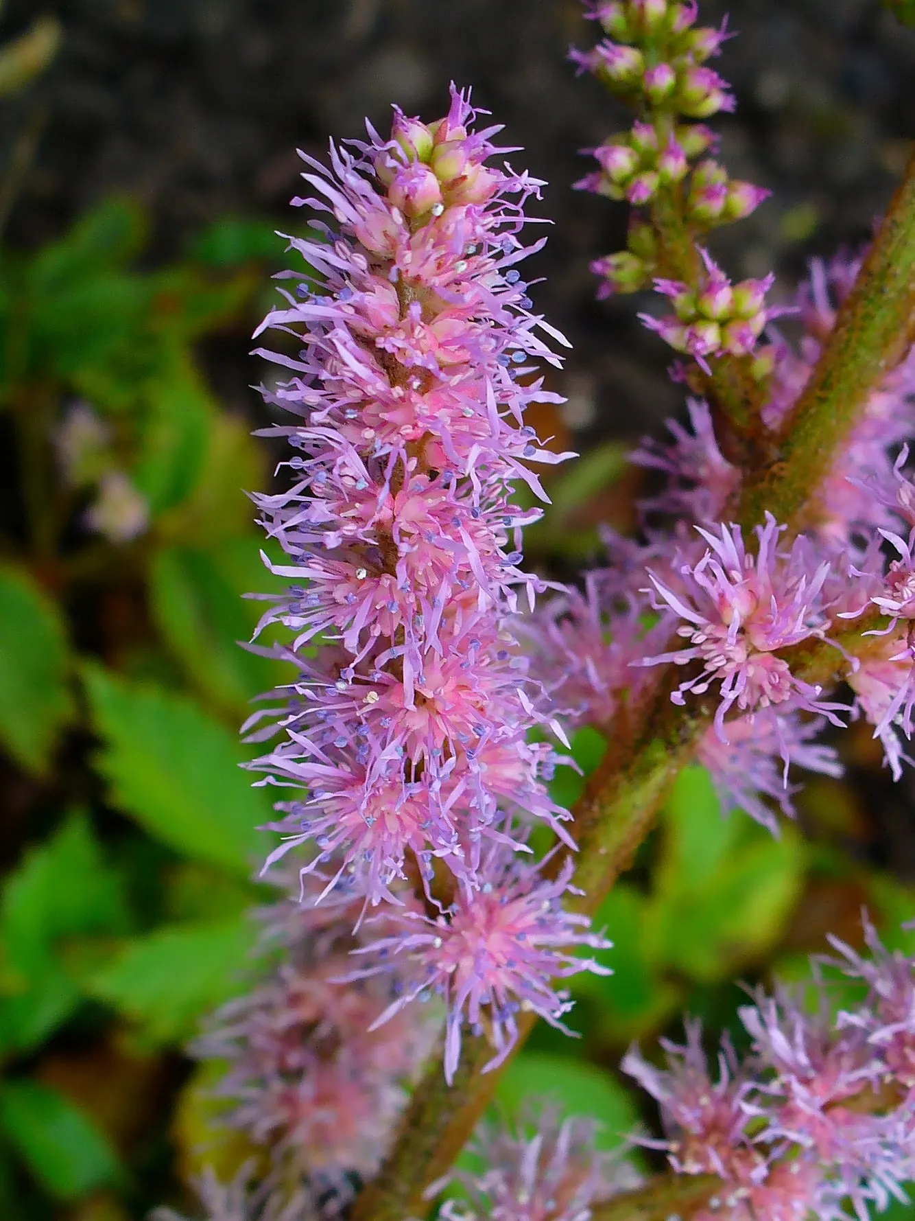 Deutschland False Spirea (Astilbe 'Deutschland') — enhancing mid-border visual interest