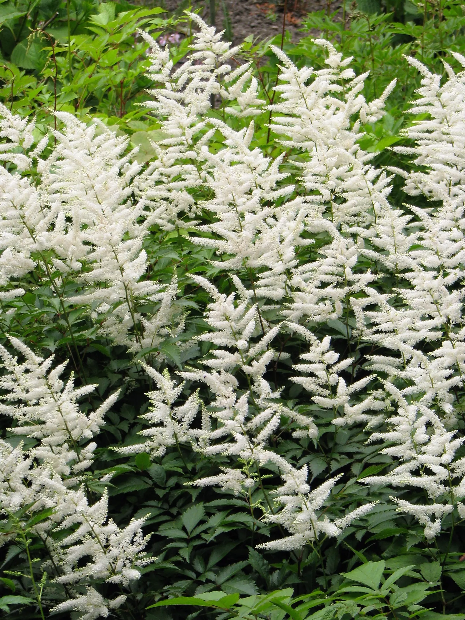 Deutschland False Spirea (Astilbe 'Deutschland') — deep green fern-like foliage from late spring to mid-summer