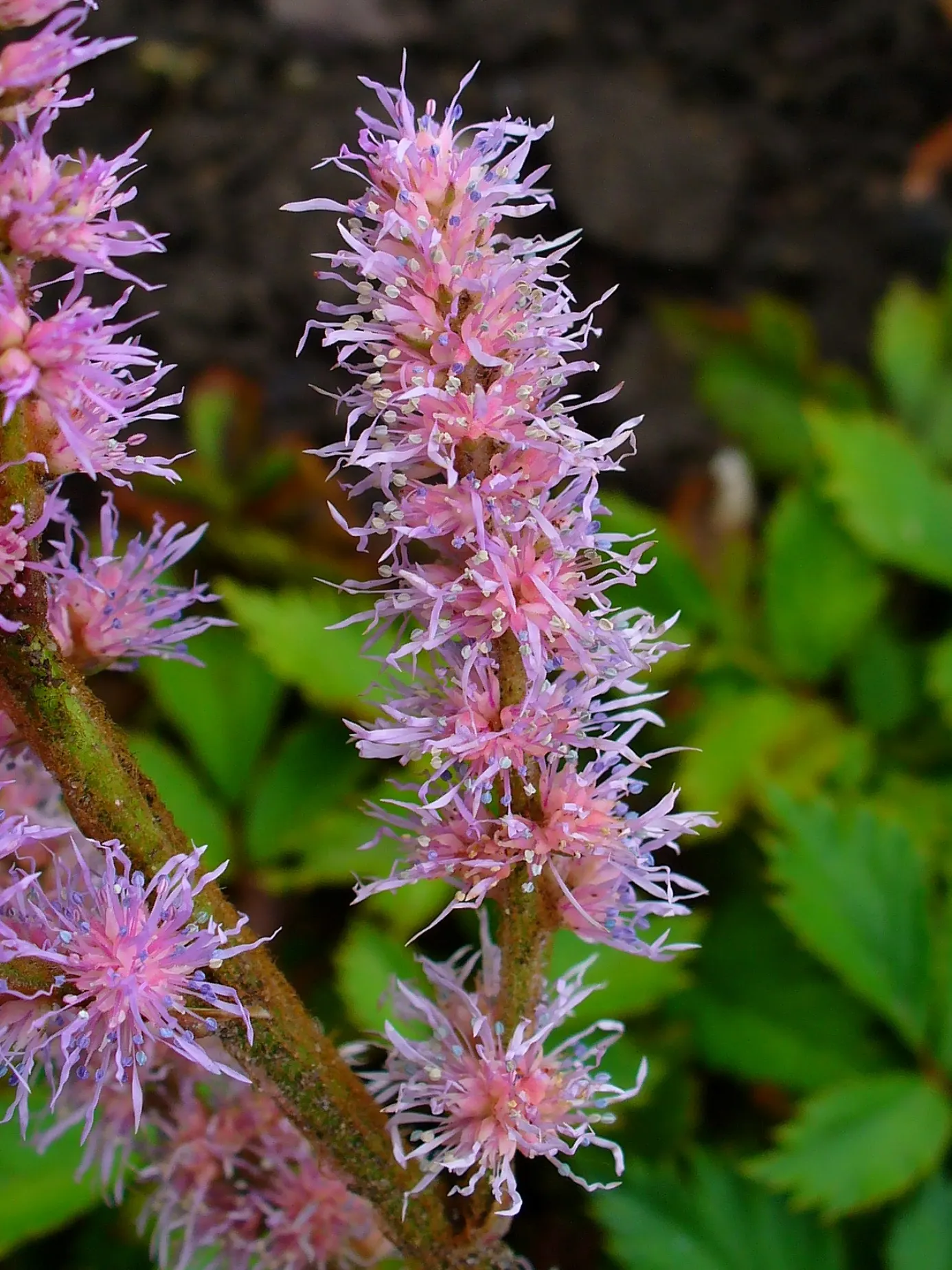 Deutschland False Spirea (Astilbe 'Deutschland') — it radiant white plumes add striking contrast to darker foliage
