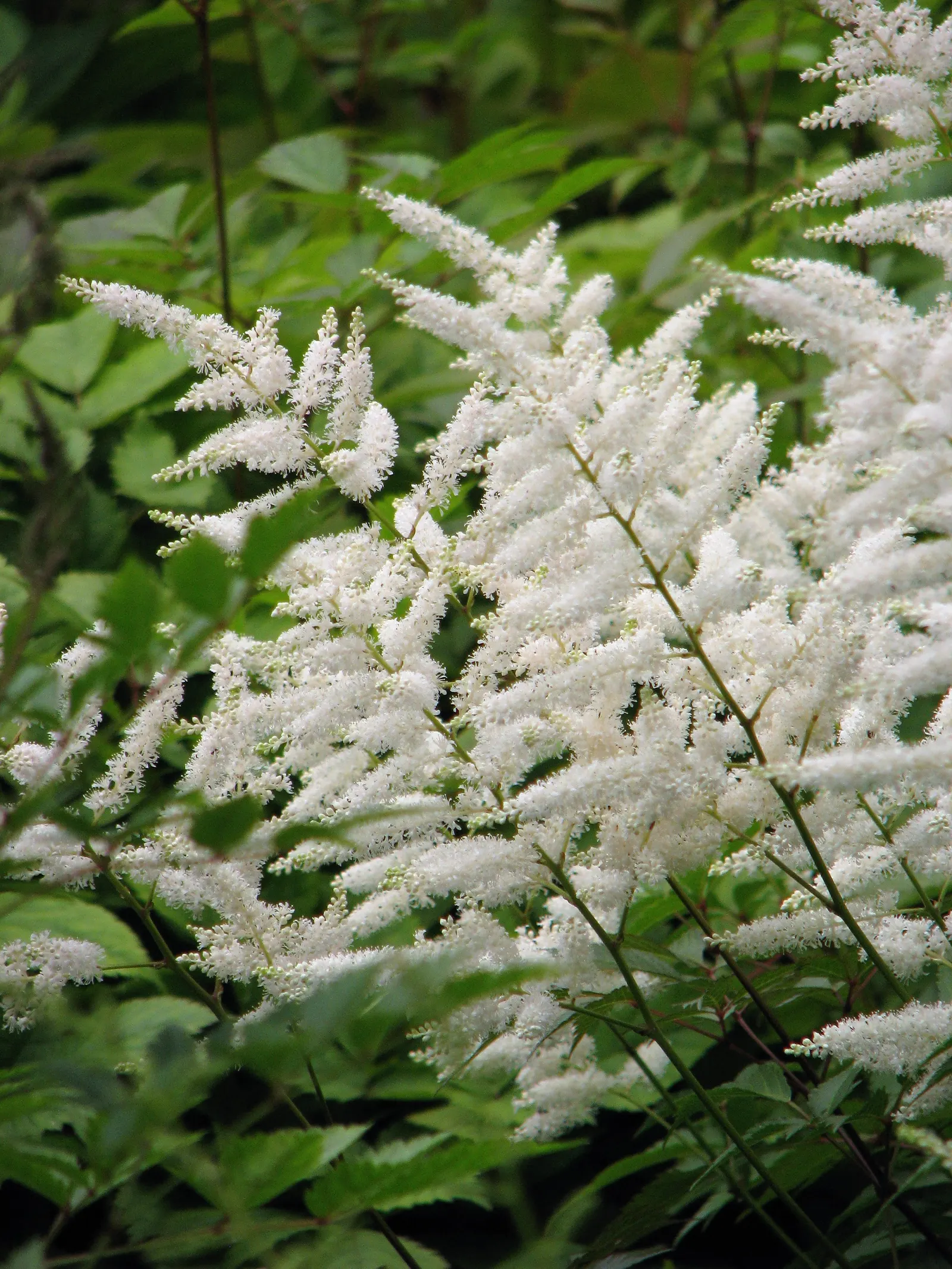 Deutschland False Spirea (Astilbe 'Deutschland') — This herbaceous perennial typically reaches a height of 24 to 30 inches