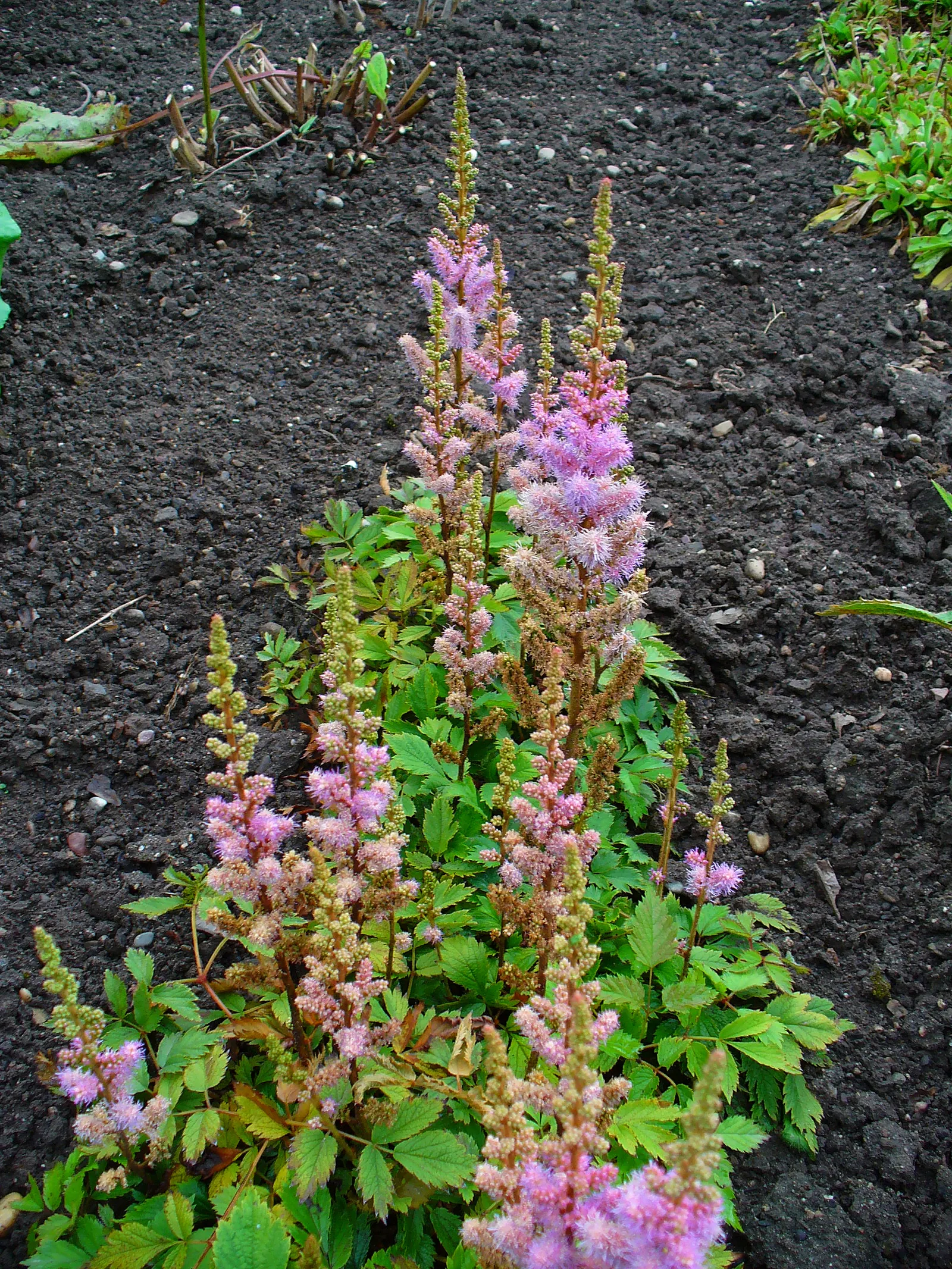 Deutschland False Spirea (Astilbe 'Deutschland') — with peak bloom time occurring in June and July