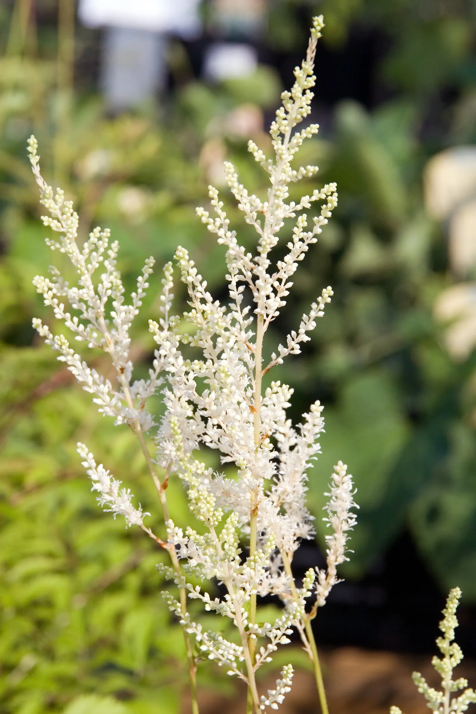 Deutschland False Spirea (Astilbe 'Deutschland') — mounded appearance in the landscape