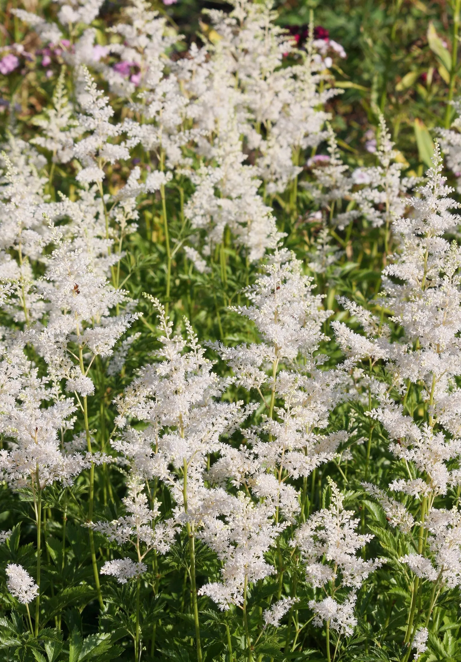 Deutschland False Spirea (Astilbe 'Deutschland') — Ideal for woodland settings