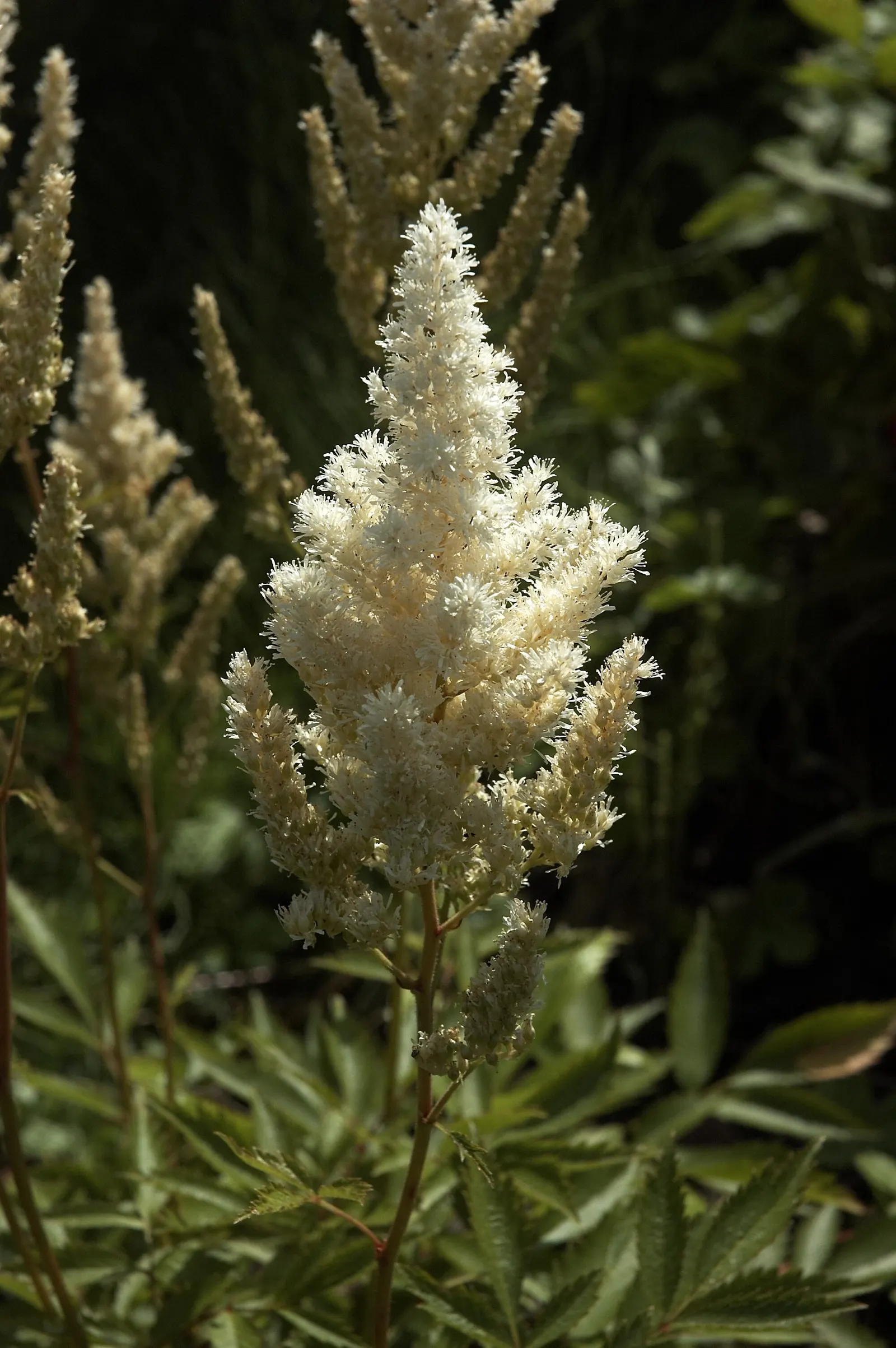 Deutschland False Spirea (Astilbe 'Deutschland') — fern-like foliage and brilliant white
