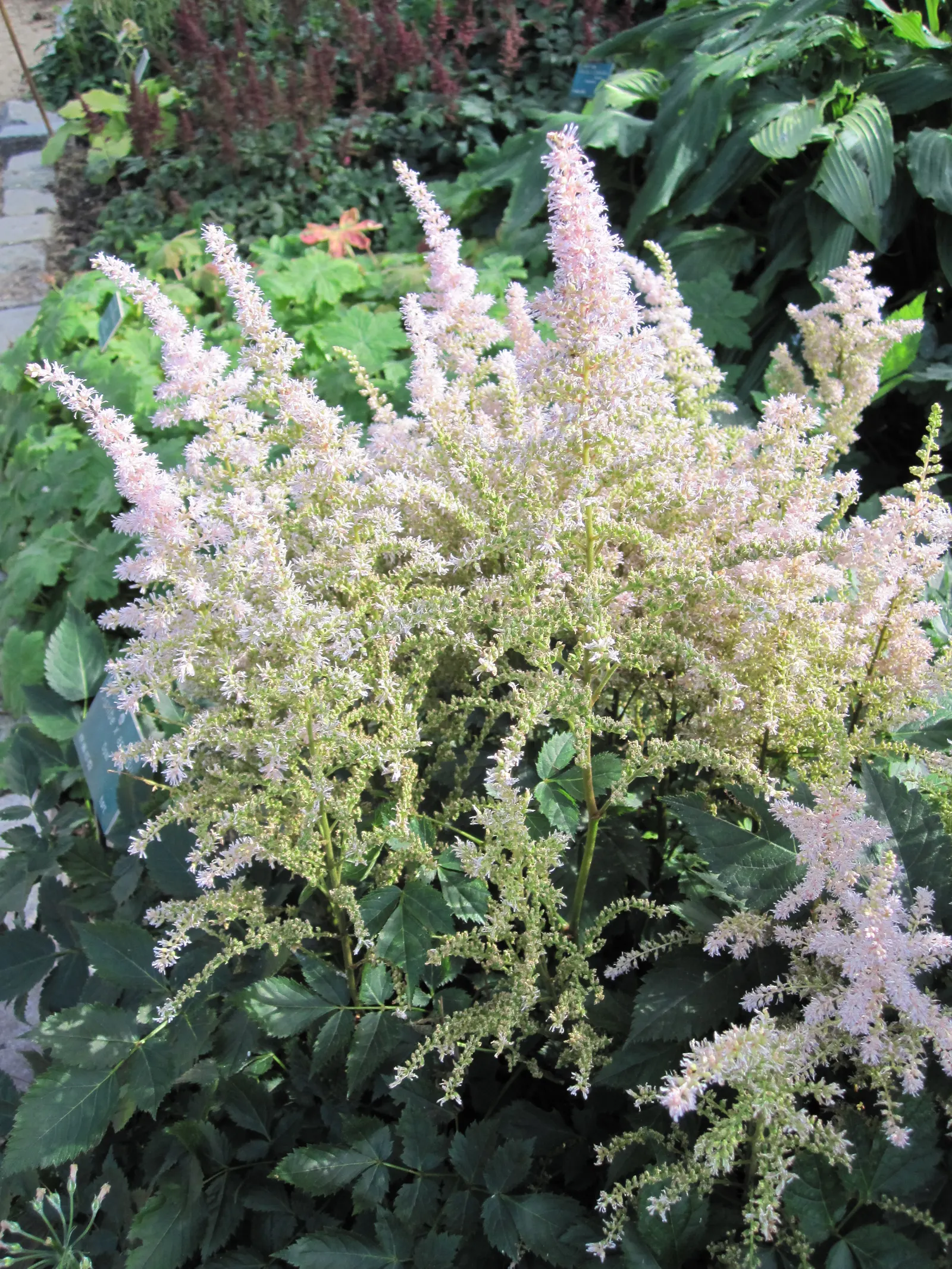 Deutschland False Spirea (Astilbe 'Deutschland') — Thriving in moist soil, it reaches up to 2 feet in height and spreads up to 18 inches
