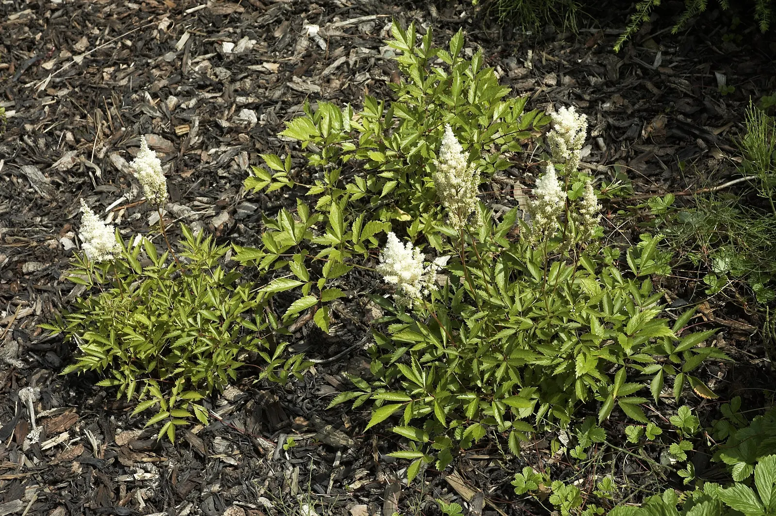 Deutschland False Spirea (Astilbe 'Deutschland') — Astilbe 'Deutschland' (Deutschland False Spirea) is a shade-loving perennial with lush