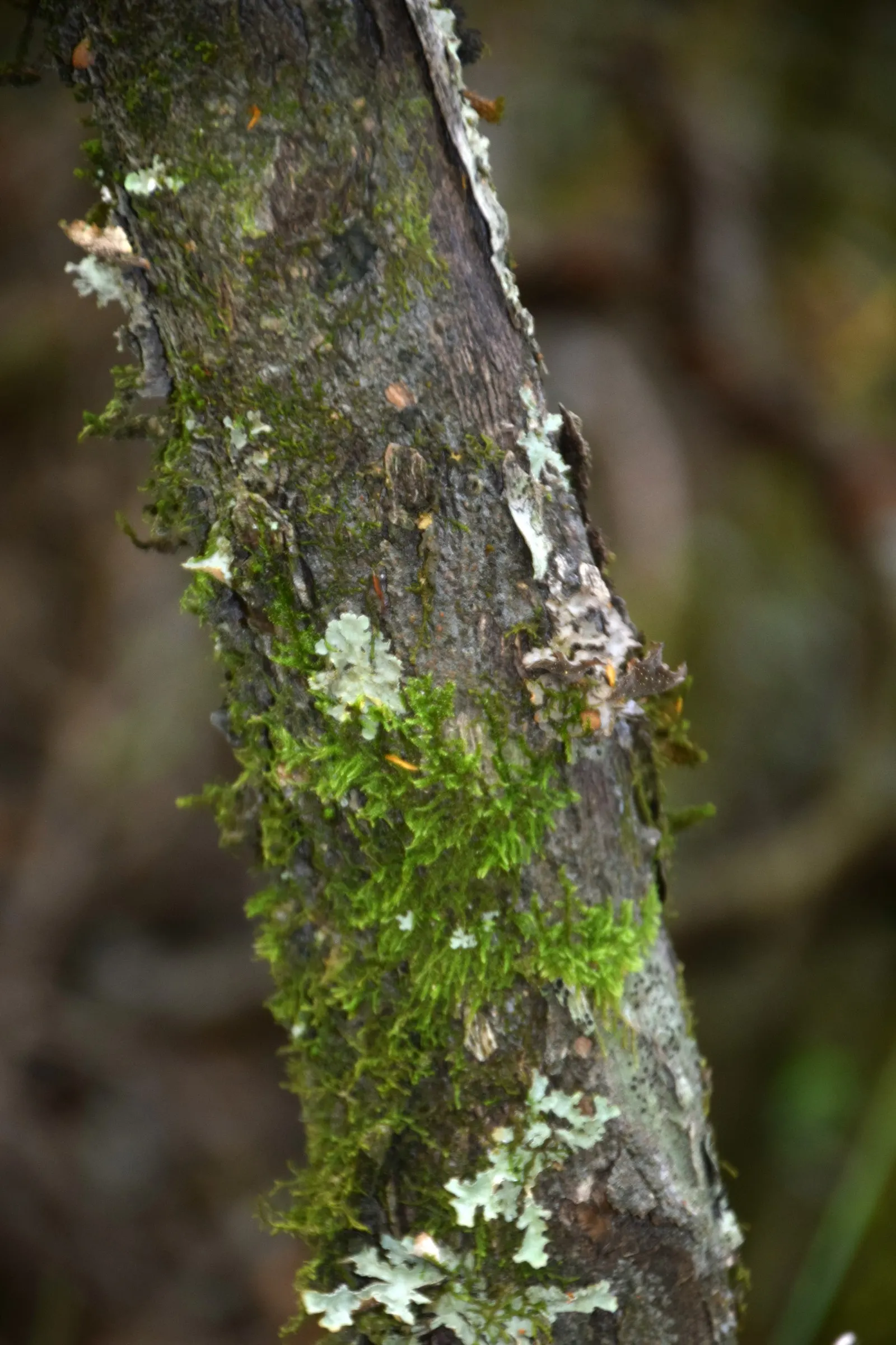 Kupuka Tree, Broadleaf (Griselinia Littoralis) — It features dense, lush foliage with leather-like, bright green leaves approximately 3 to 4 inches, image 20