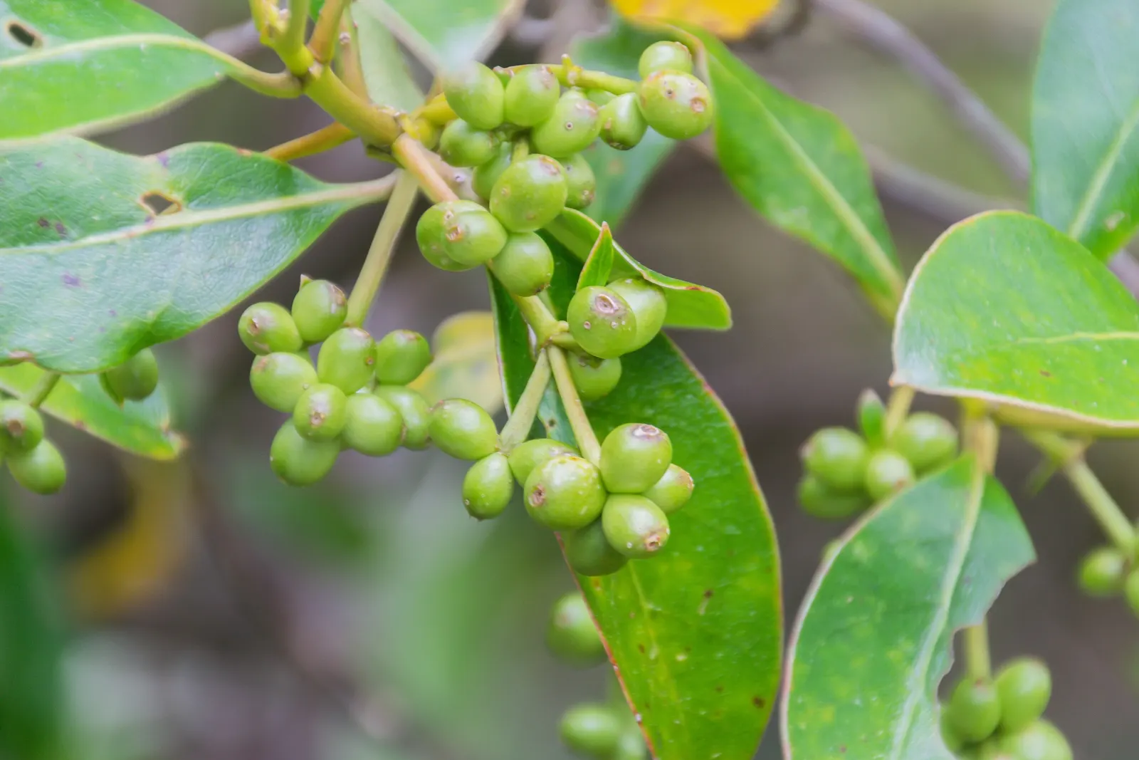Kupuka Tree, Broadleaf (Griselinia Littoralis) — making it especially valuable for seaside gardens; kapuka can reach a mature height of 15 to 20 feet with a