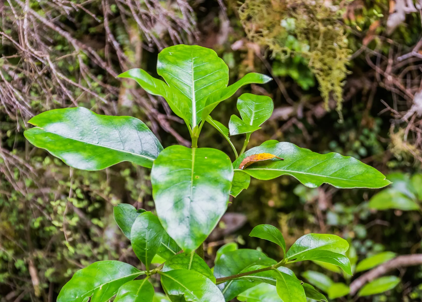 Kupuka Tree, Broadleaf (Griselinia Littoralis) — Ideal for hedges or privacy screens, it thrives in well-drained soil, tolerating coastal, image 22