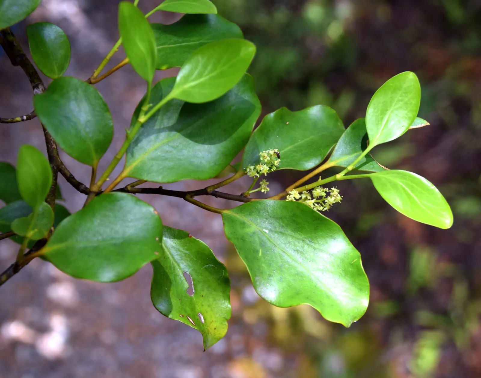 Kupuka Tree, Broadleaf (Griselinia Littoralis) — Griselinia littoralis, commonly known as the Broadleaf or Kapuka, is an evergreen shrub native to, image 19