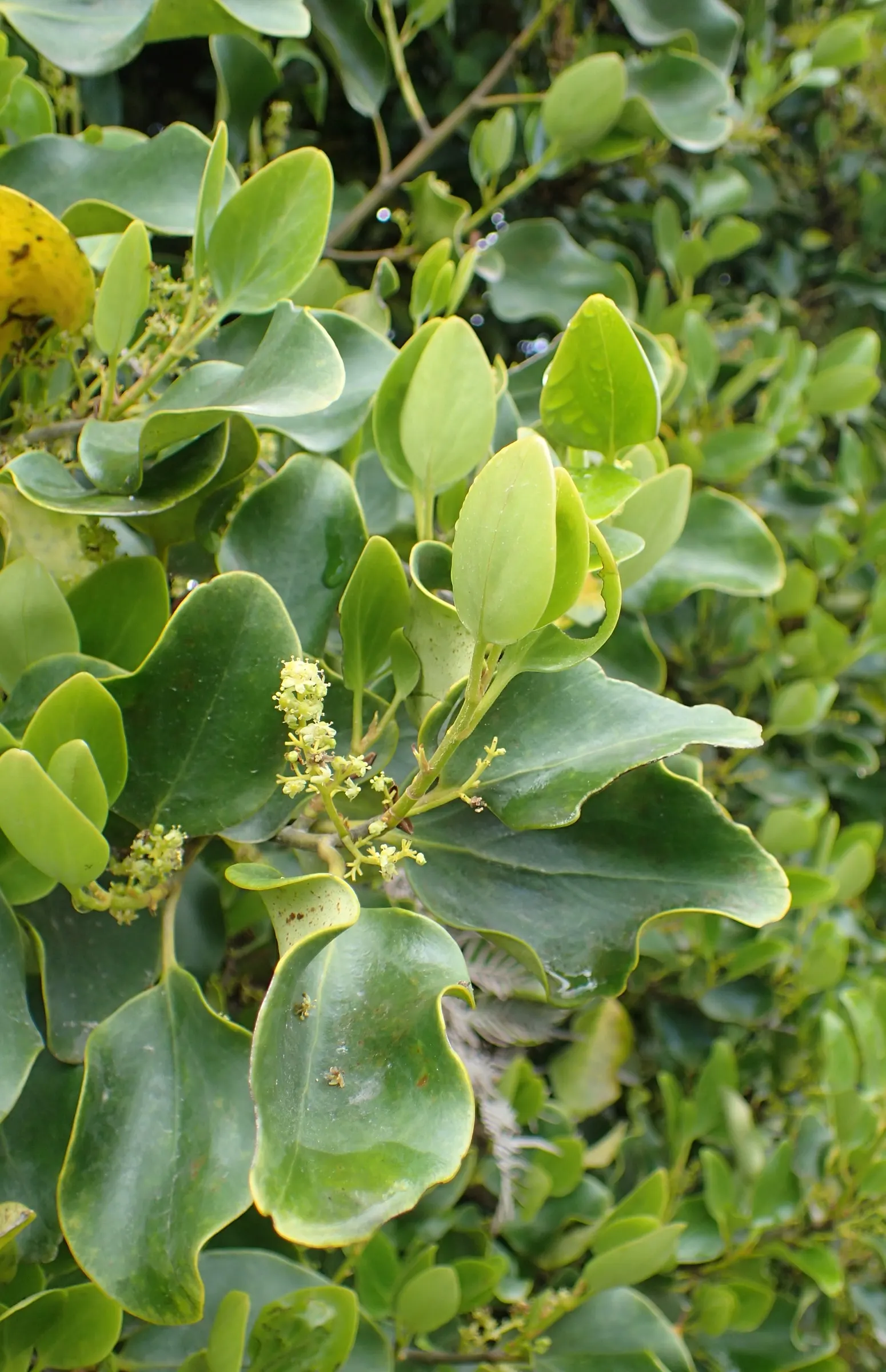 Kupuka Tree, Broadleaf (Griselinia Littoralis) — tolerating a variety of soil types; it features dense, lush foliage with leather-like, bright, image 47