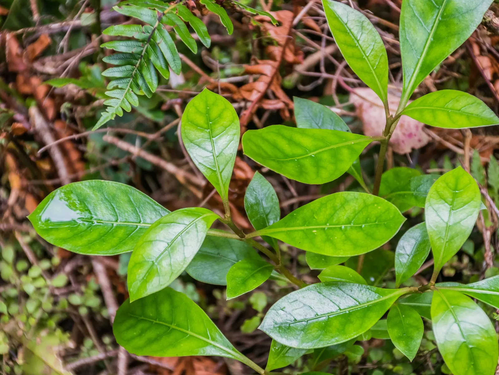 Kupuka Tree, Broadleaf (Griselinia Littoralis) — Broadleaf is a hardy species; growing at a moderate rate of about 12 to 18 inches per year