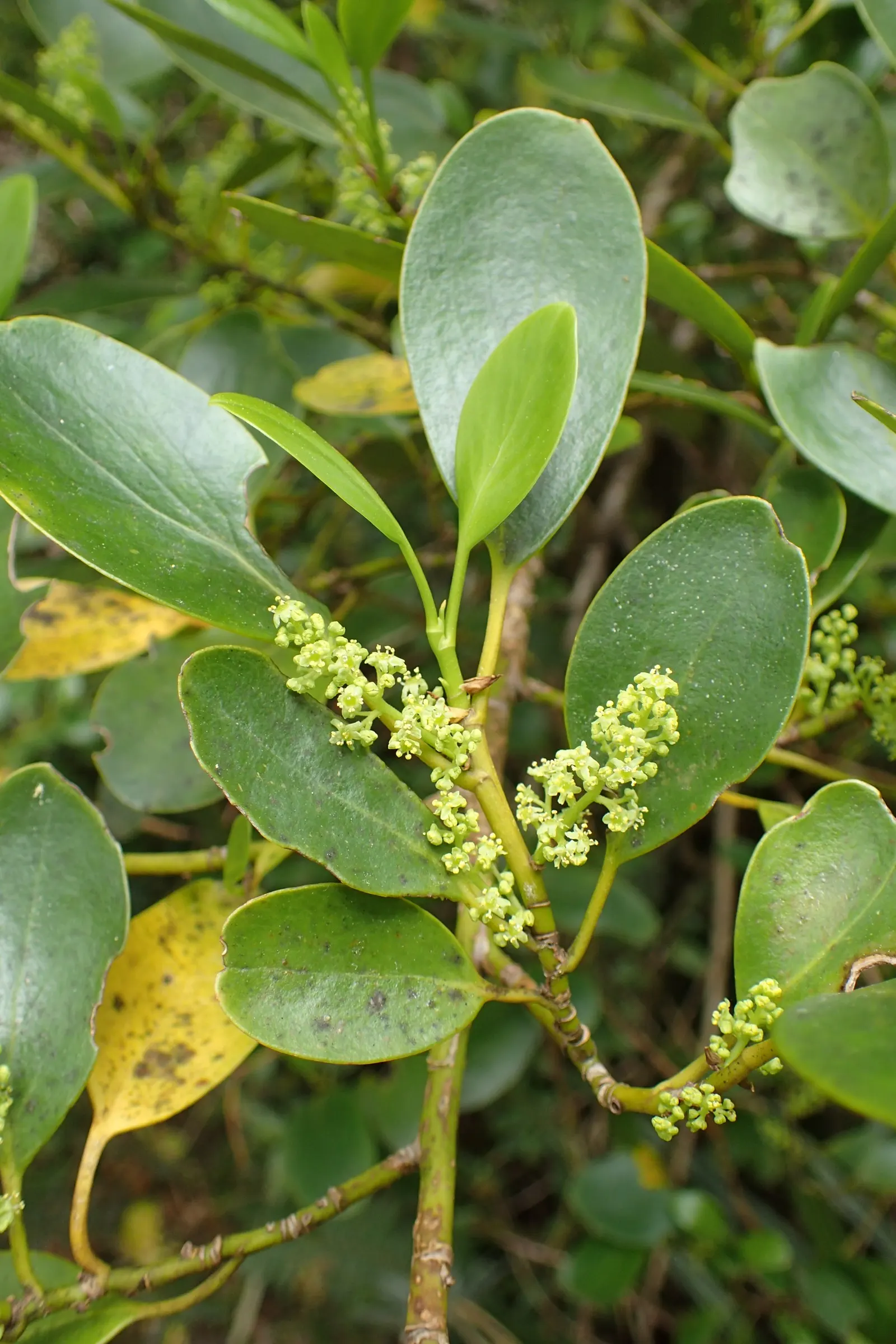 Kupuka Tree, Broadleaf (Griselinia Littoralis) — consider incorporating Griselinia littoralis for its ability to withstand coastal winds and salt, image 50