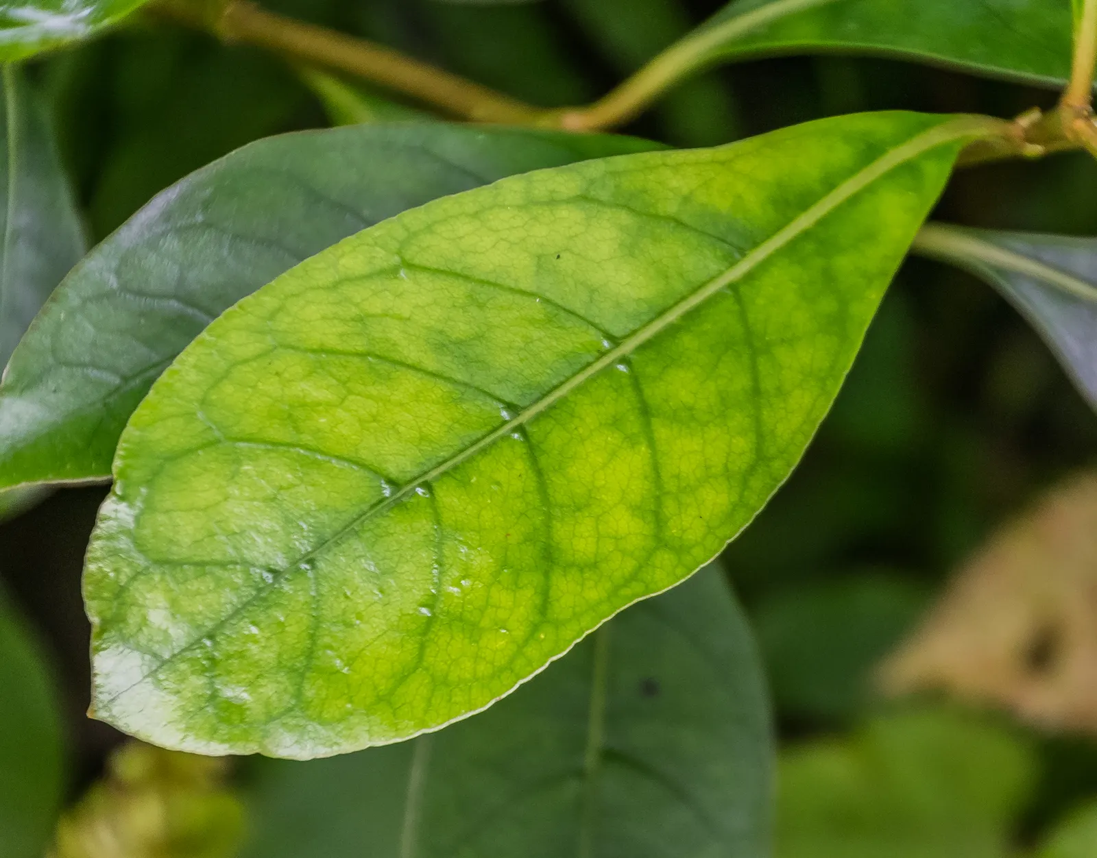 Kupuka Tree, Broadleaf (Griselinia Littoralis) — providing year-round interest with its vibrant foliage; is a robust and evergreen shrub native to New