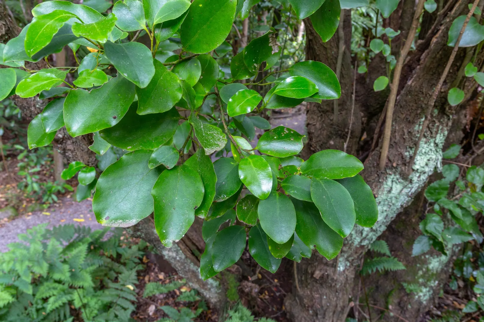 Kupuka Tree, Broadleaf (Griselinia Littoralis) — such as its application for privacy hedges or as a backdrop for other ornamental plants in a mixed border